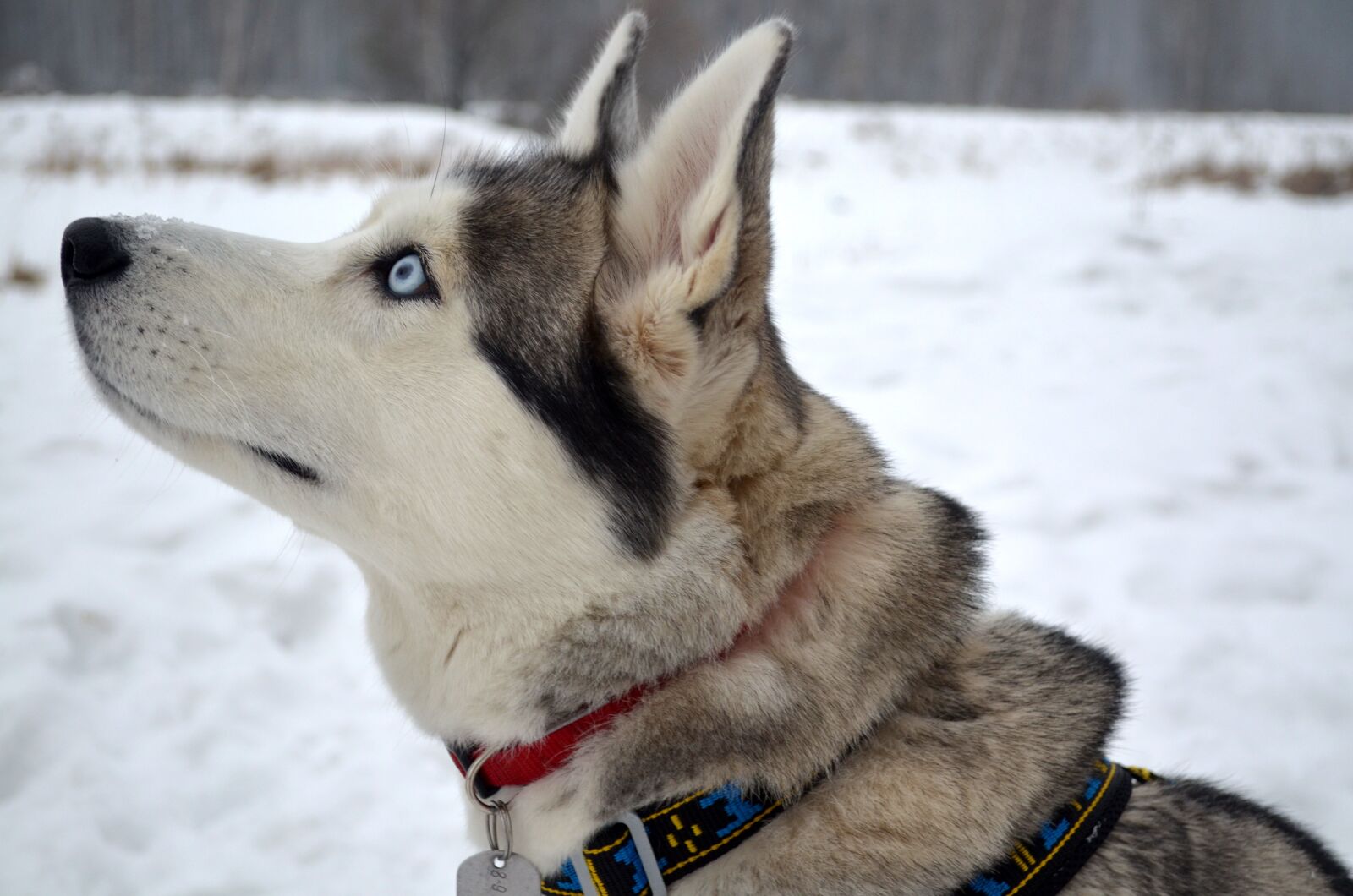 Nikon D5100 sample photo. Dog, siberian, husky photography