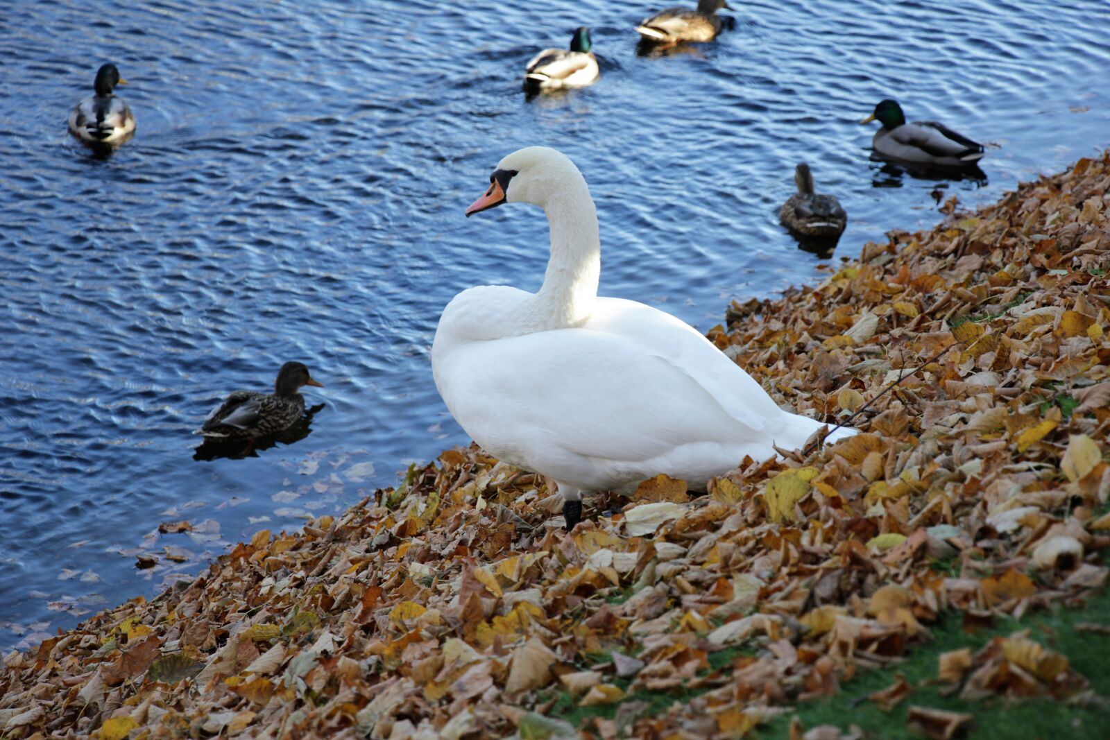 Canon EOS 550D (EOS Rebel T2i / EOS Kiss X4) sample photo. Swan, bird, park photography