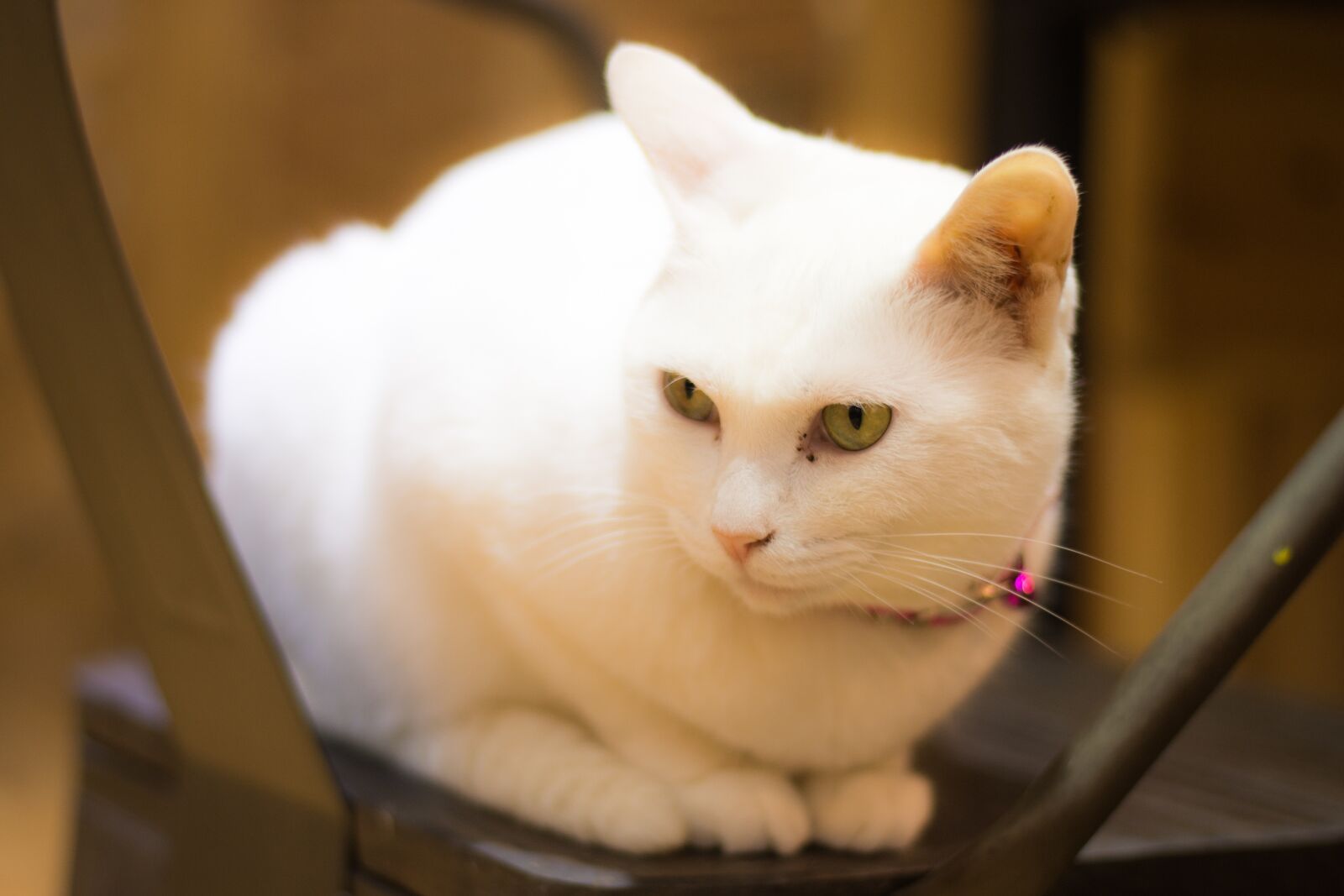 Nikon D7200 sample photo. Cute, cat, pets photography