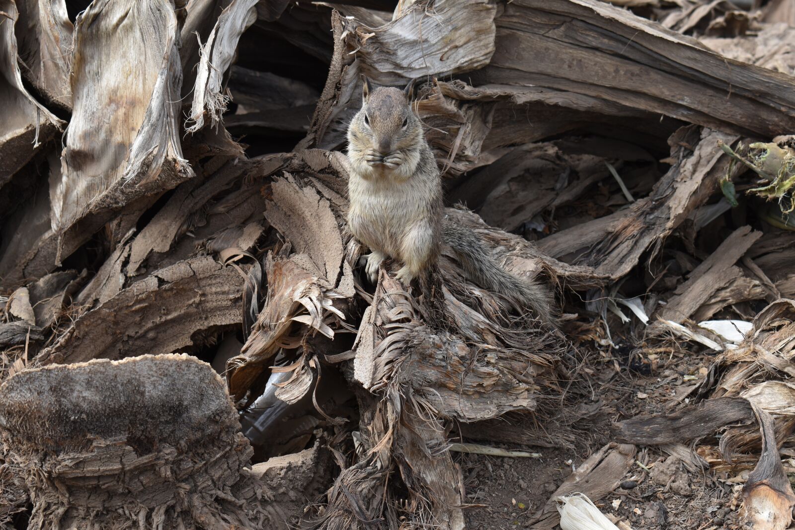 Nikon D5600 sample photo. Squirrel, wood, nature photography
