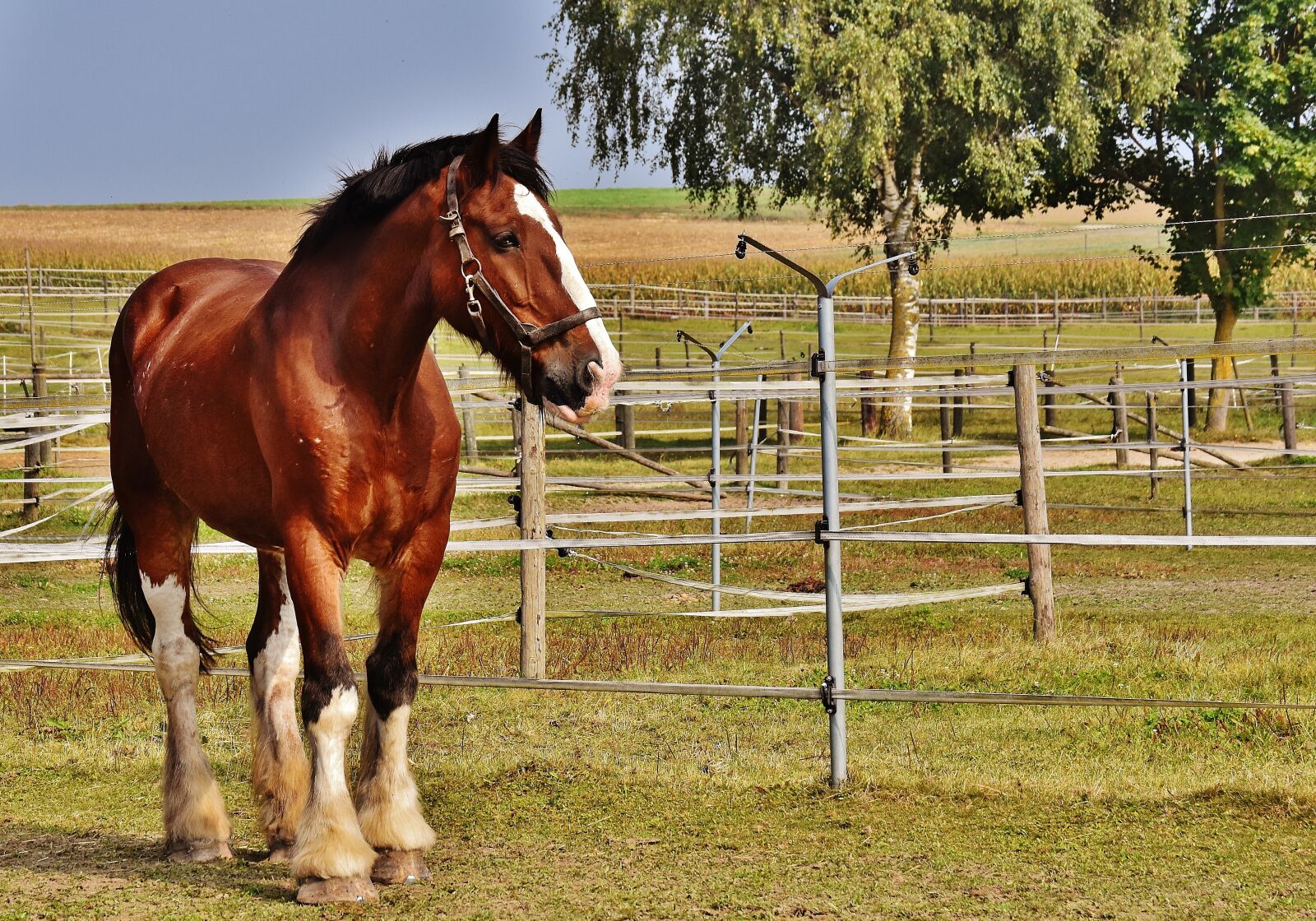 Nikon D7200 sample photo. Shire horse, horse, big photography