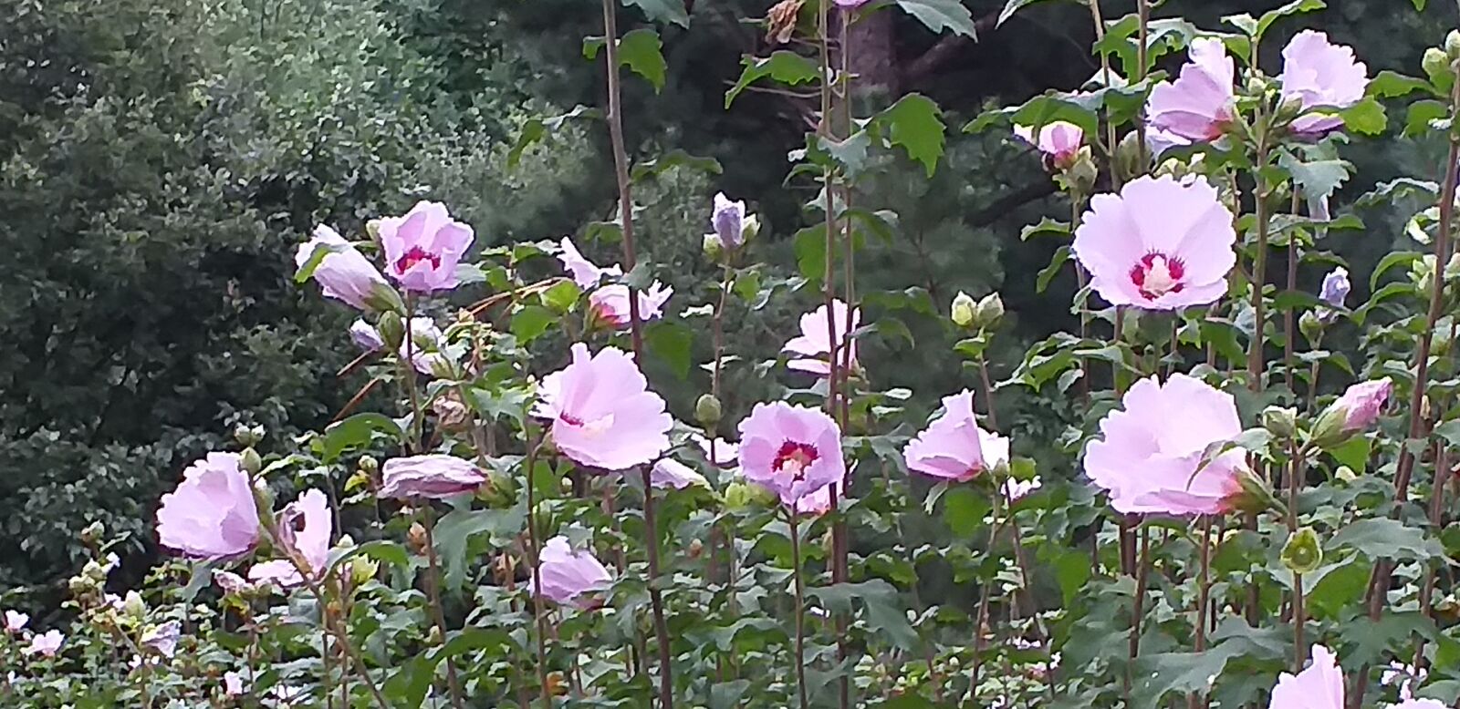 Samsung Galaxy J4+ sample photo. Rose of sharon, nature photography