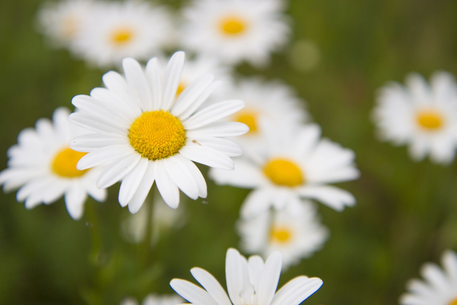 Canon EOS 700D (EOS Rebel T5i / EOS Kiss X7i) sample photo. Daisy, meadow, summer photography