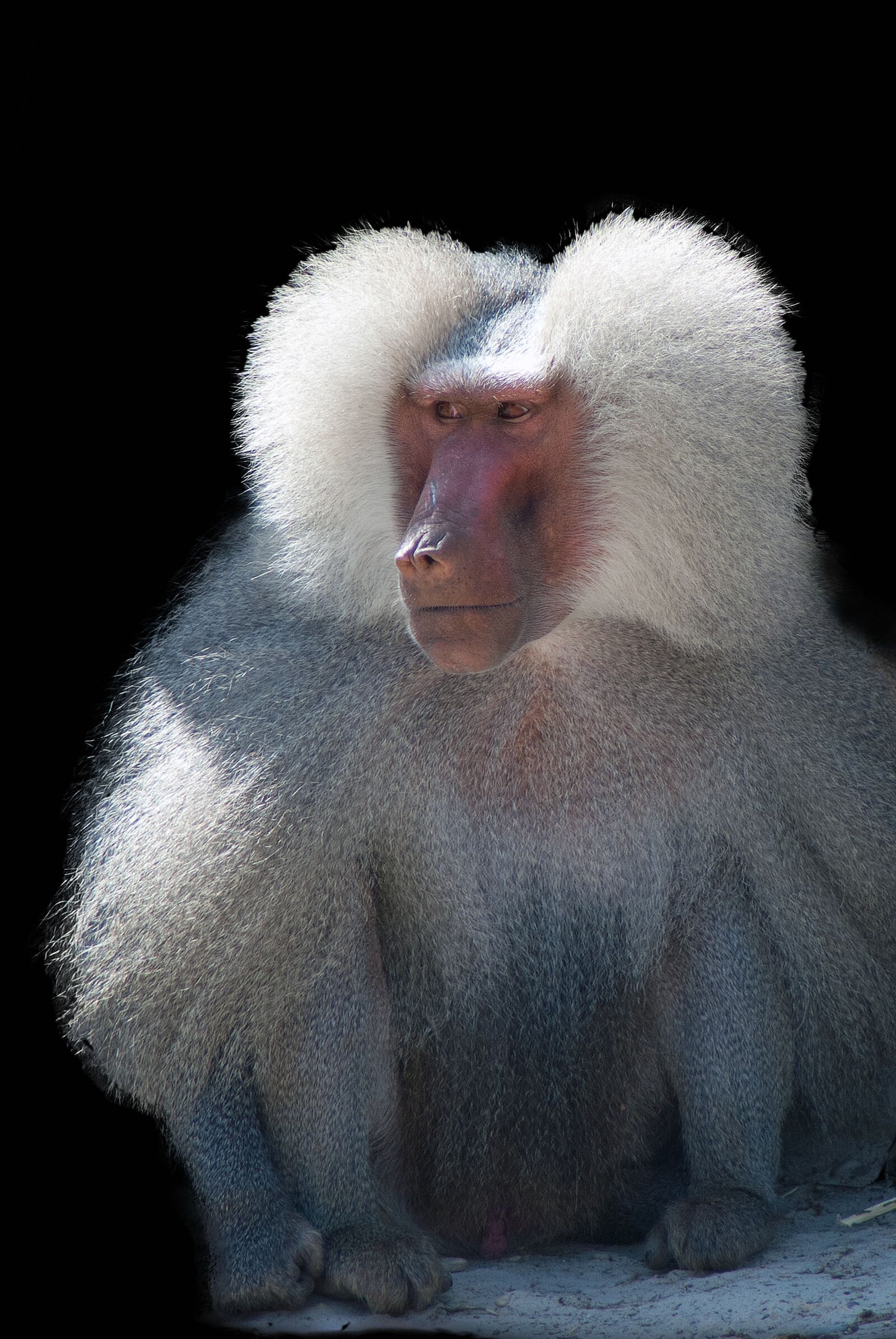 Nikon D3000 sample photo. Baboon, monkey, animals photography