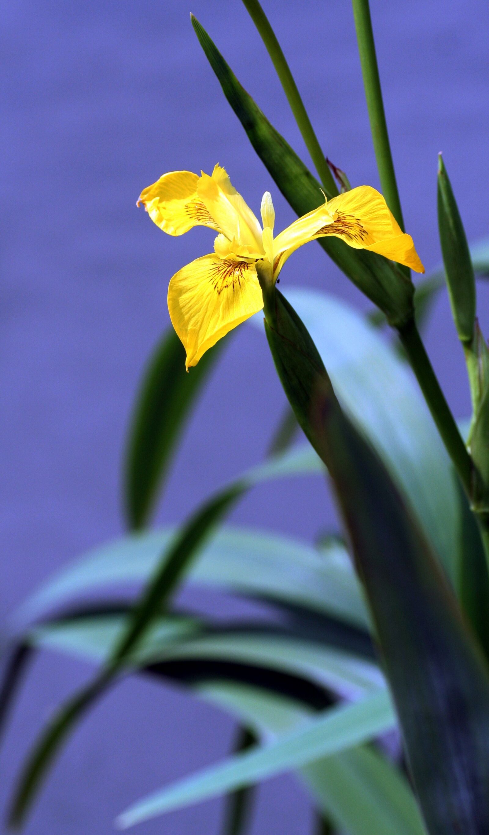 Canon EOS 350D (EOS Digital Rebel XT / EOS Kiss Digital N) sample photo. Iris, marsh, yellow photography