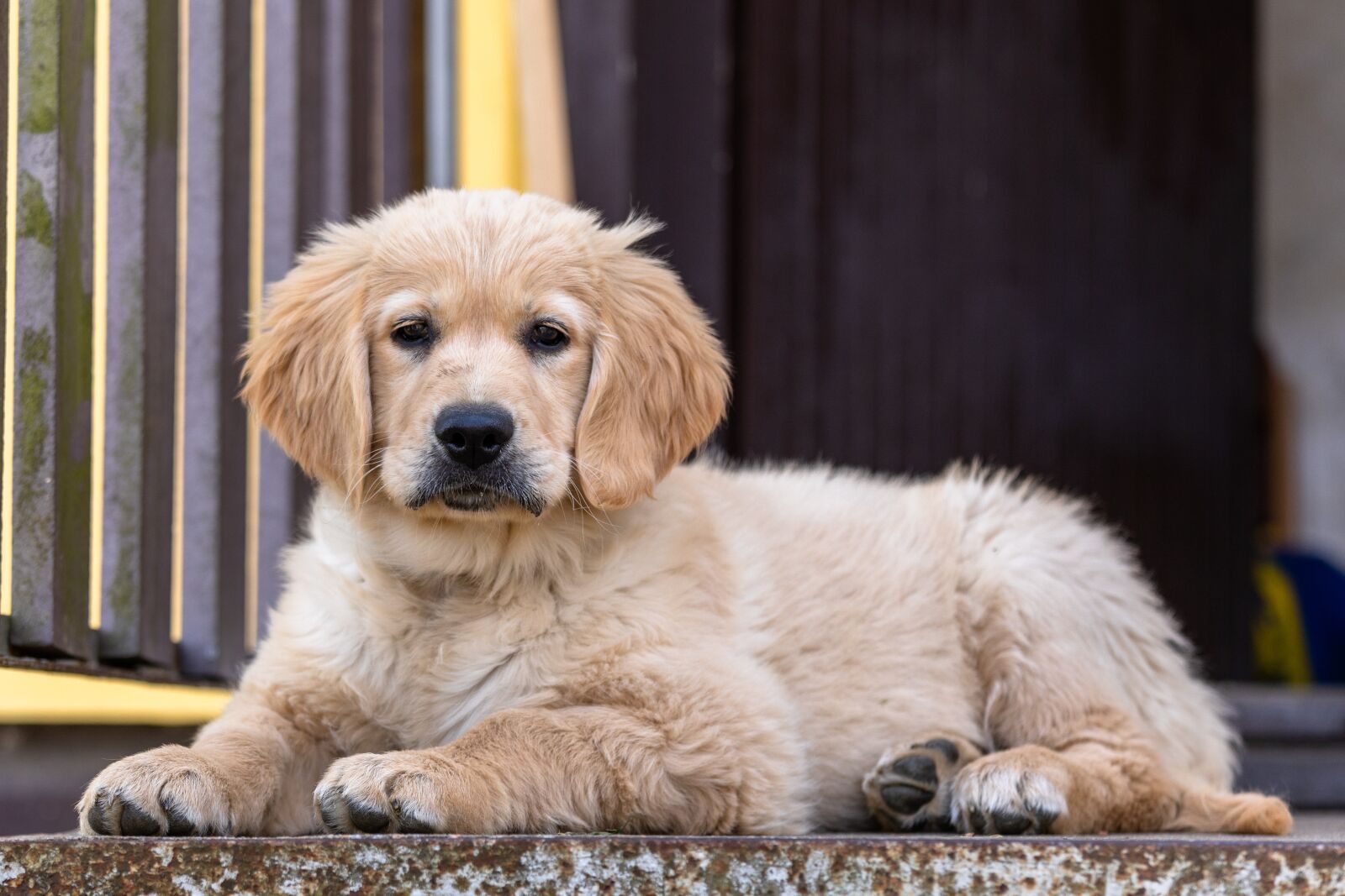 Canon EOS 5D Mark IV + Canon EF 70-200mm F4L IS USM sample photo. Golden retriever, puppy, dog photography
