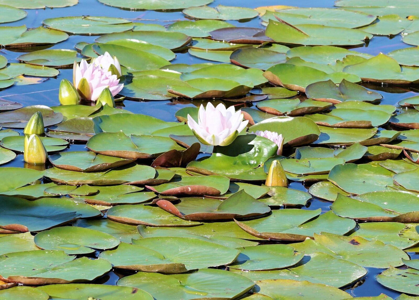 Sony a6000 + E 60mm F2.8 sample photo. Water lily, pond, blossom photography
