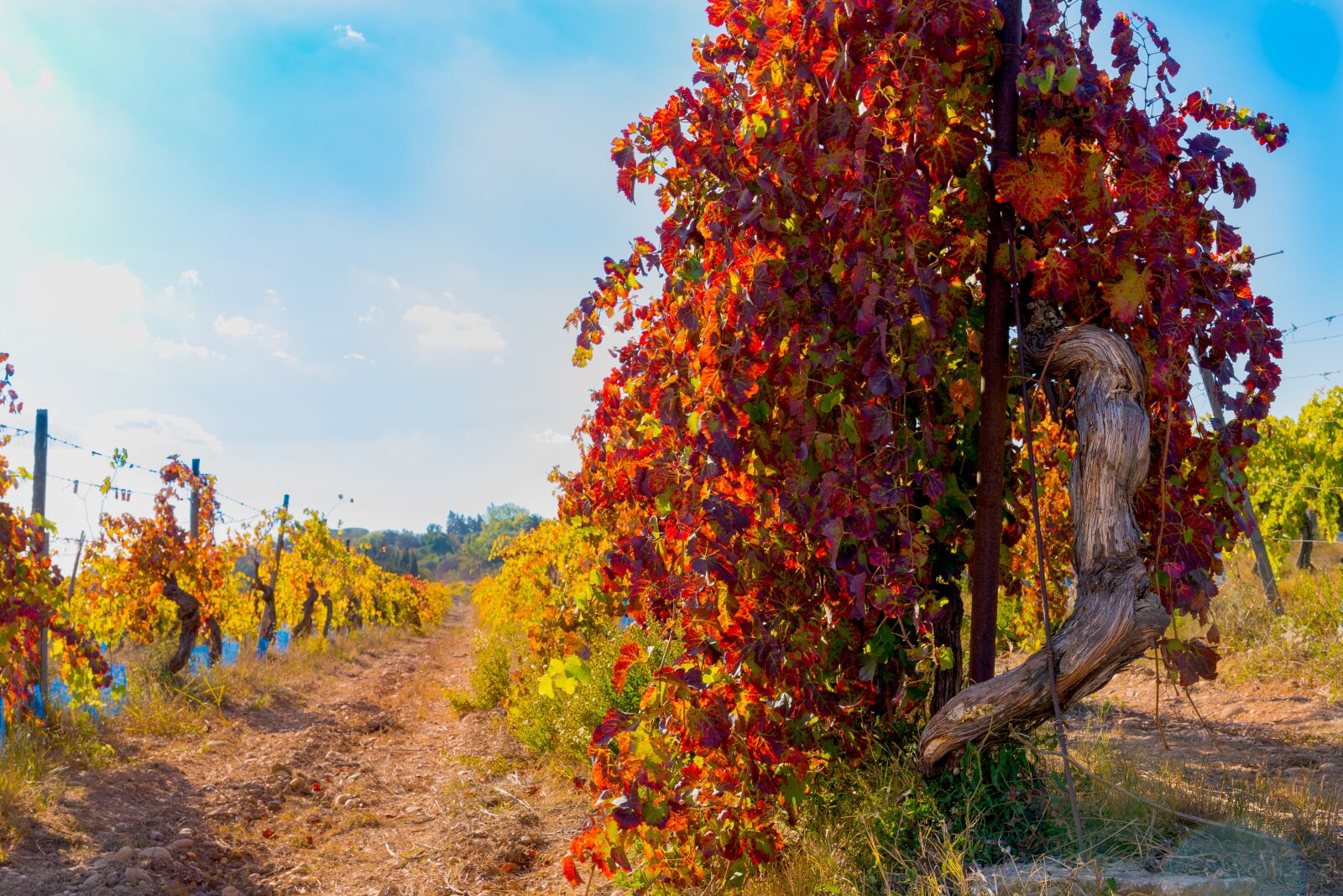 Nikon D750 sample photo. Vines, fall, vineyard photography