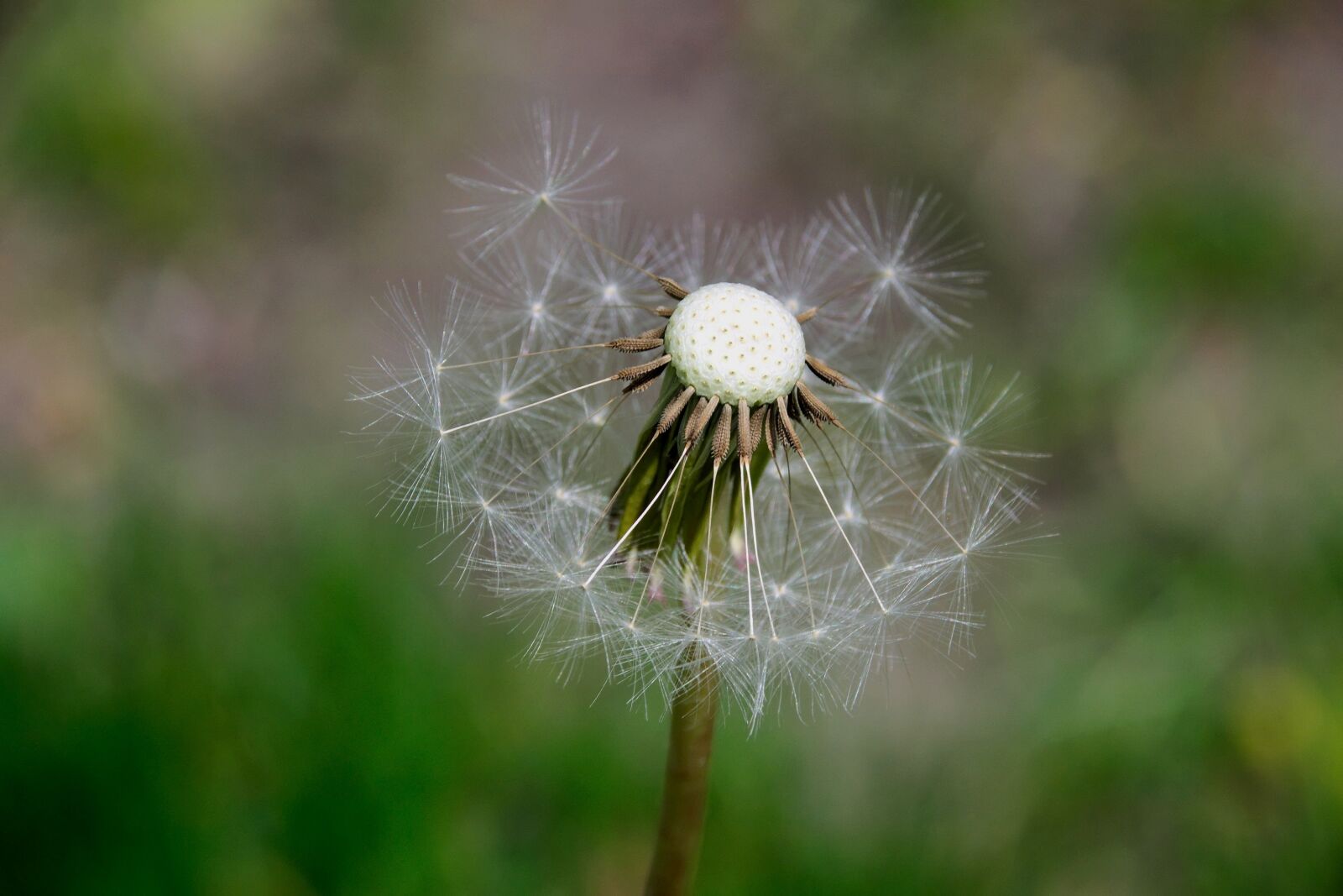 Nikon D3300 sample photo. Nuns, seeds, dandelion photography
