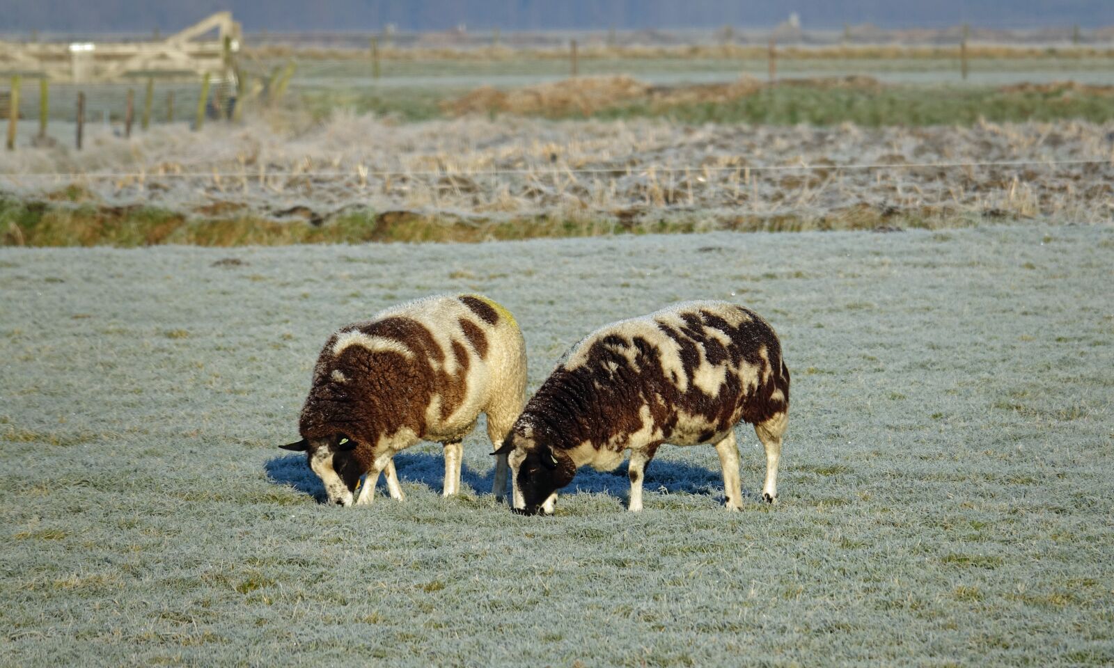 Sony Cyber-shot DSC-RX10 III sample photo. Sheep, islanders, colorful sheep photography