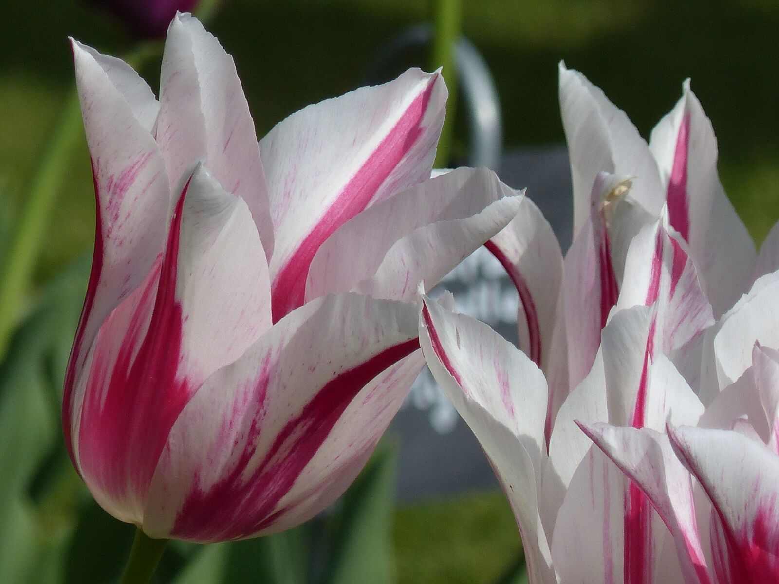 Panasonic Lumix DMC-FZ200 sample photo. Tulip, flower, spring photography