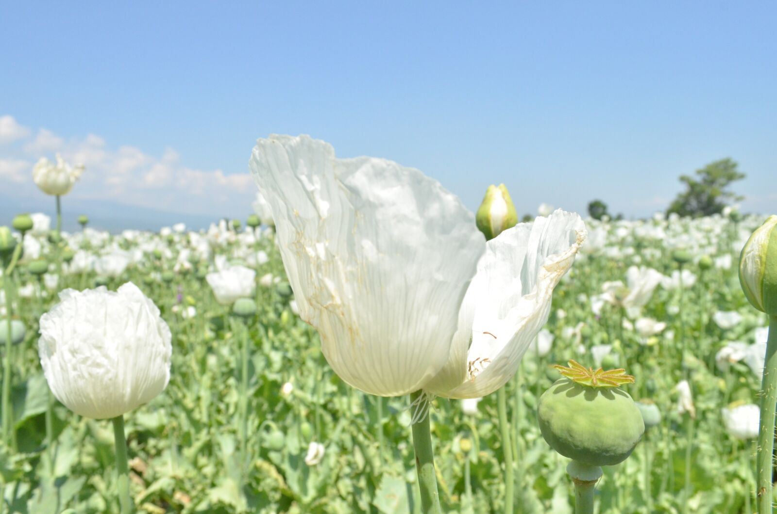 Nikon D5100 sample photo. Flower, white, poppy photography