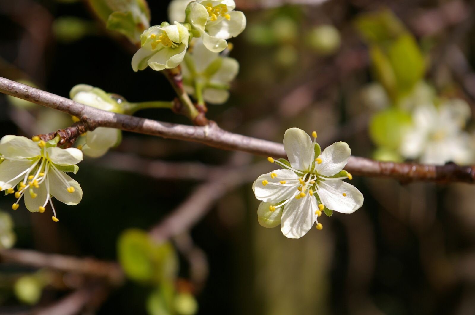 Pentax *ist DL2 sample photo. Spring, plum tree, flowers photography