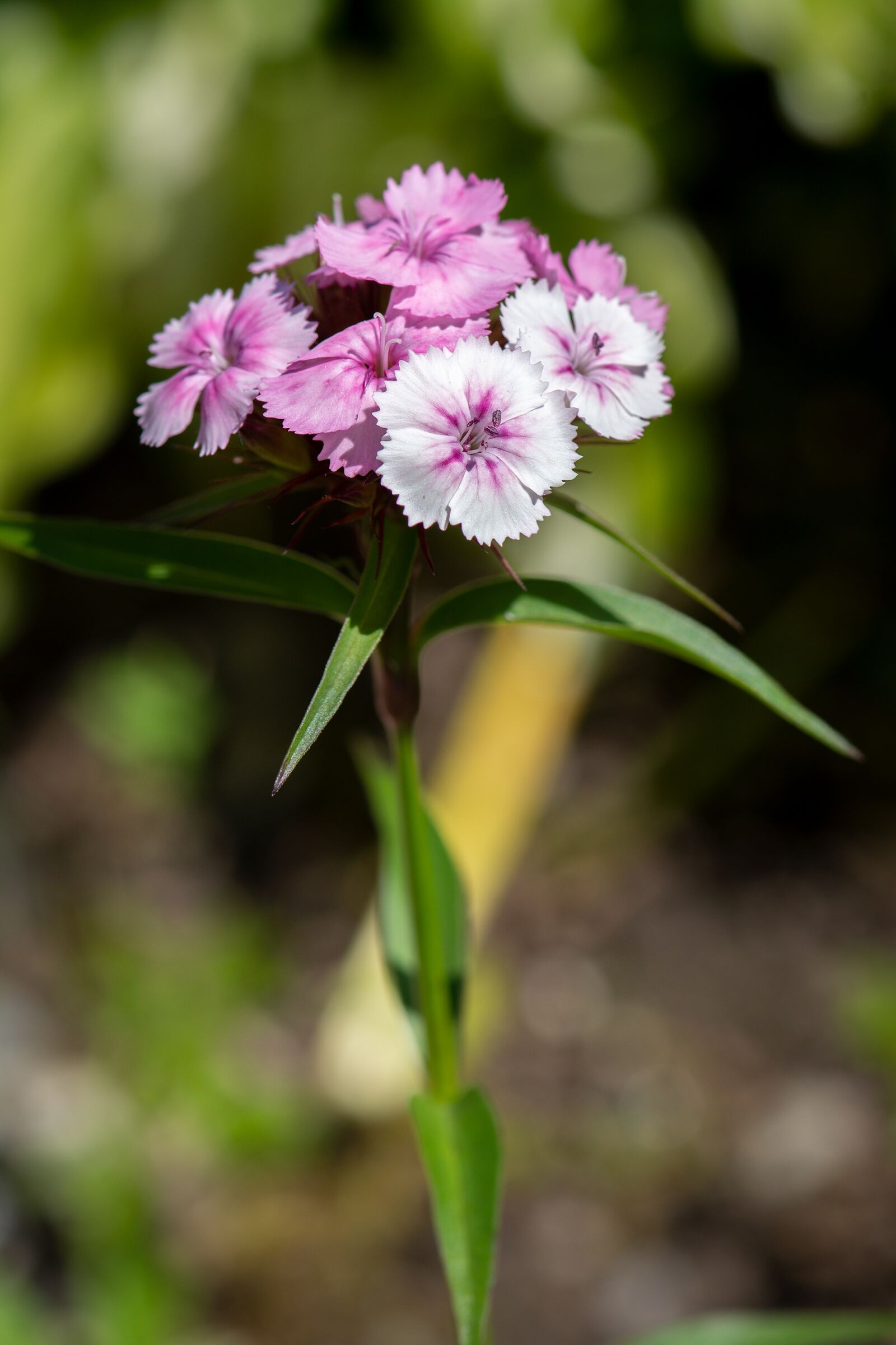 Nikon D7100 sample photo. Carnation, garden, flower photography