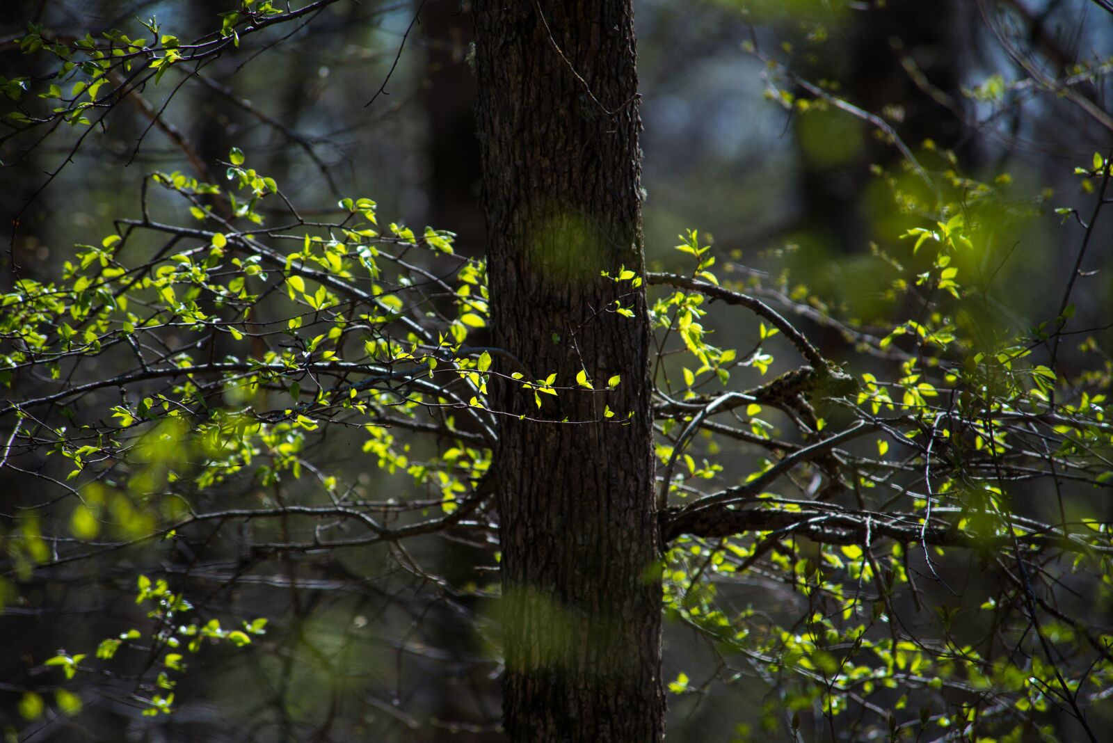 Nikon D800 sample photo. Spring, leaves, branches photography