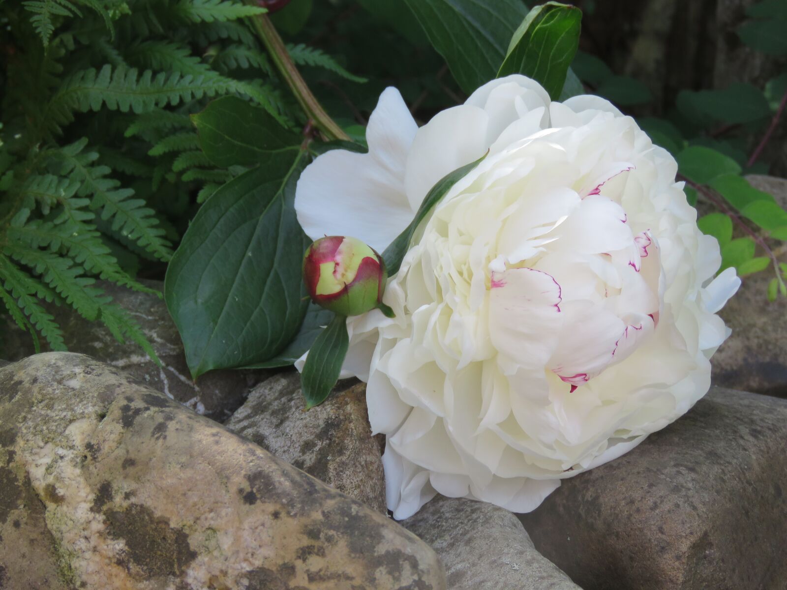 Canon PowerShot SX60 HS sample photo. Peony, white, flower photography