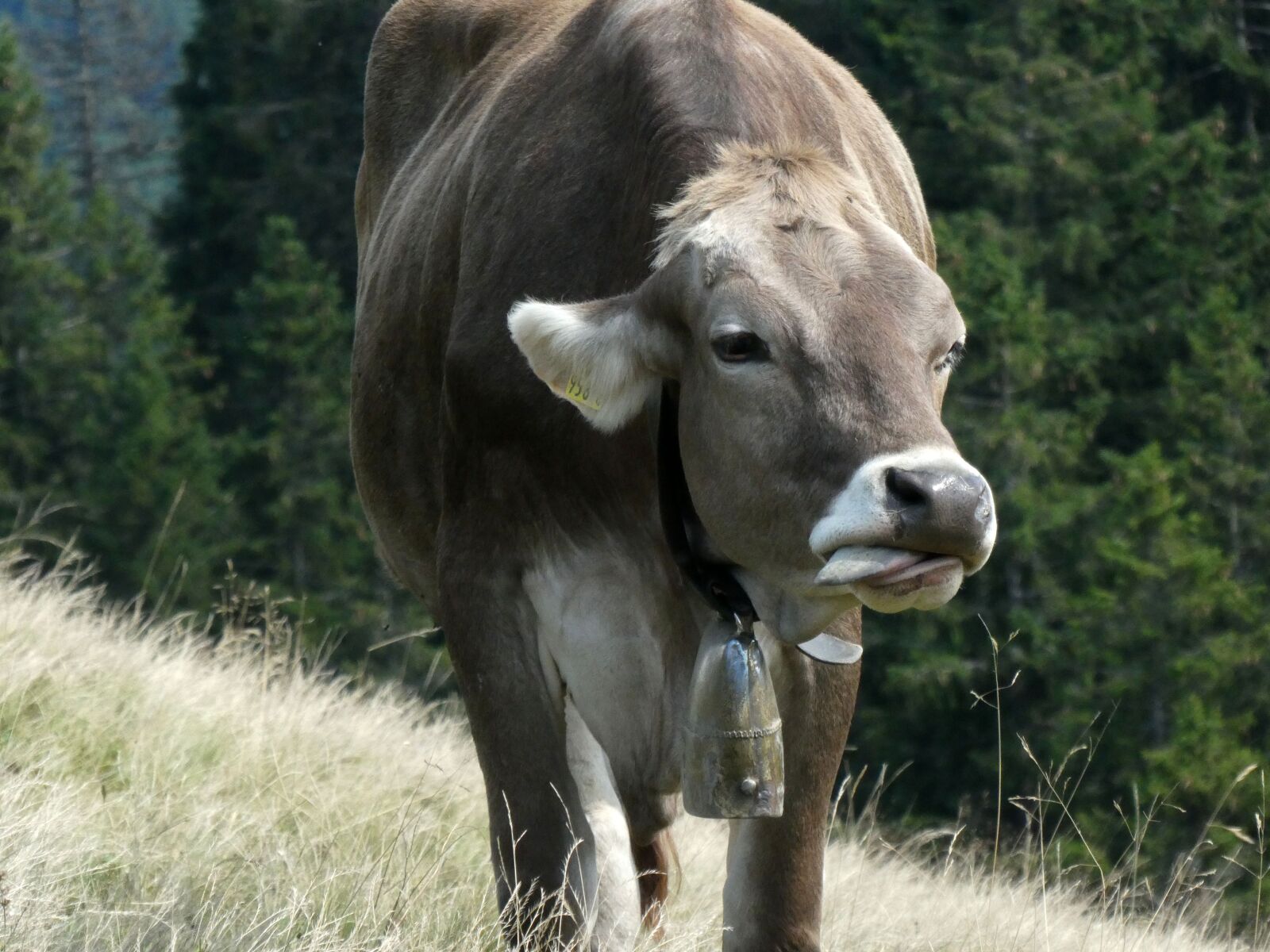 Panasonic DC-TZ91 sample photo. Mountain cow, tongue, alpine photography