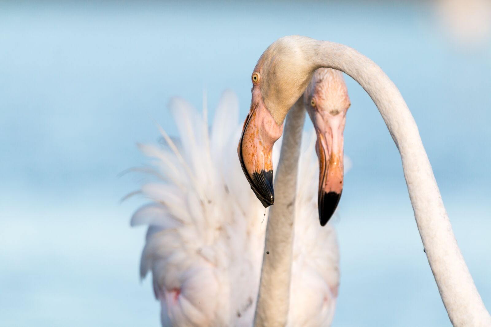 150-600mm F5-6.3 DG OS HSM | Contemporary 015 sample photo. Flamingo, flamingos, france photography