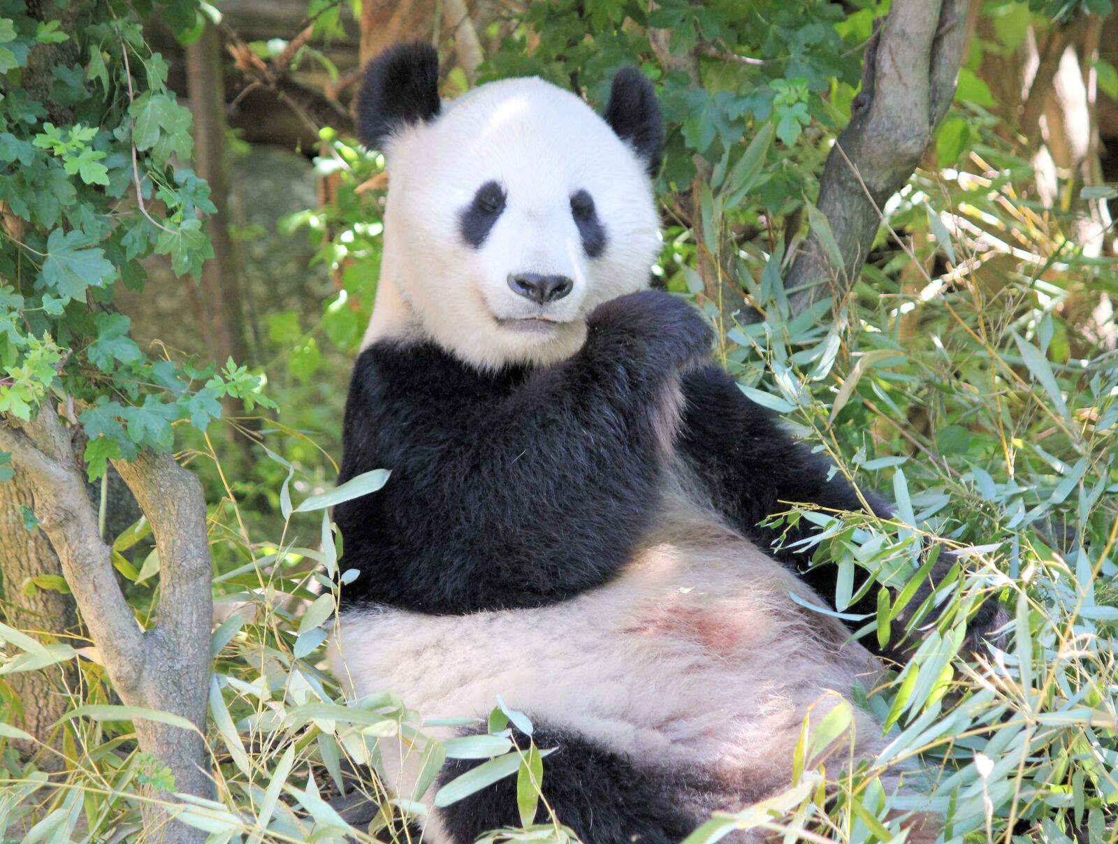 Canon EOS 550D (EOS Rebel T2i / EOS Kiss X4) sample photo. Panda, sitting, bamboo photography