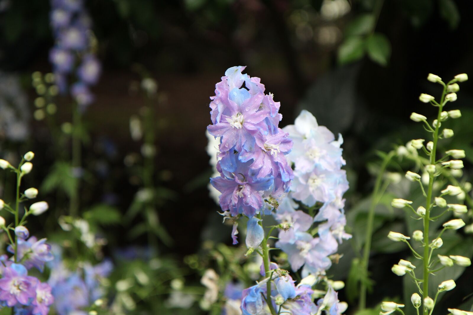Canon EOS 600D (Rebel EOS T3i / EOS Kiss X5) sample photo. Jeju island, botanical garden photography