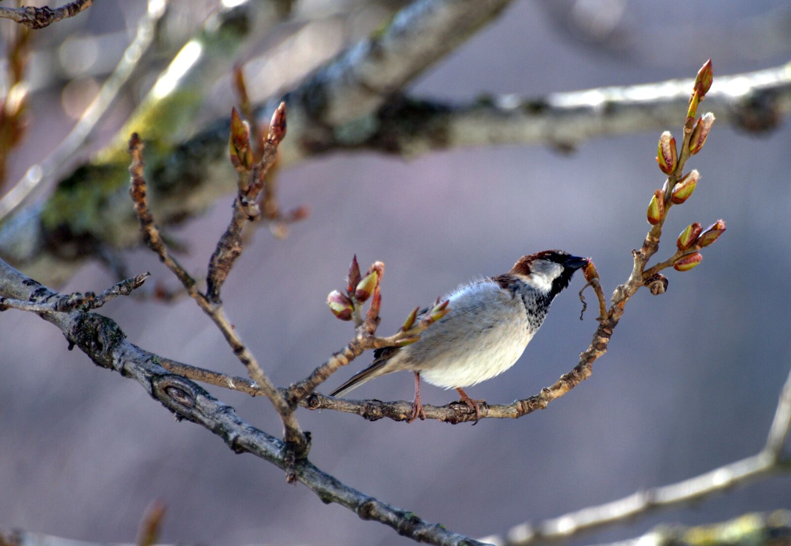 Pentax K-30 sample photo. Sperling, bud, spring photography