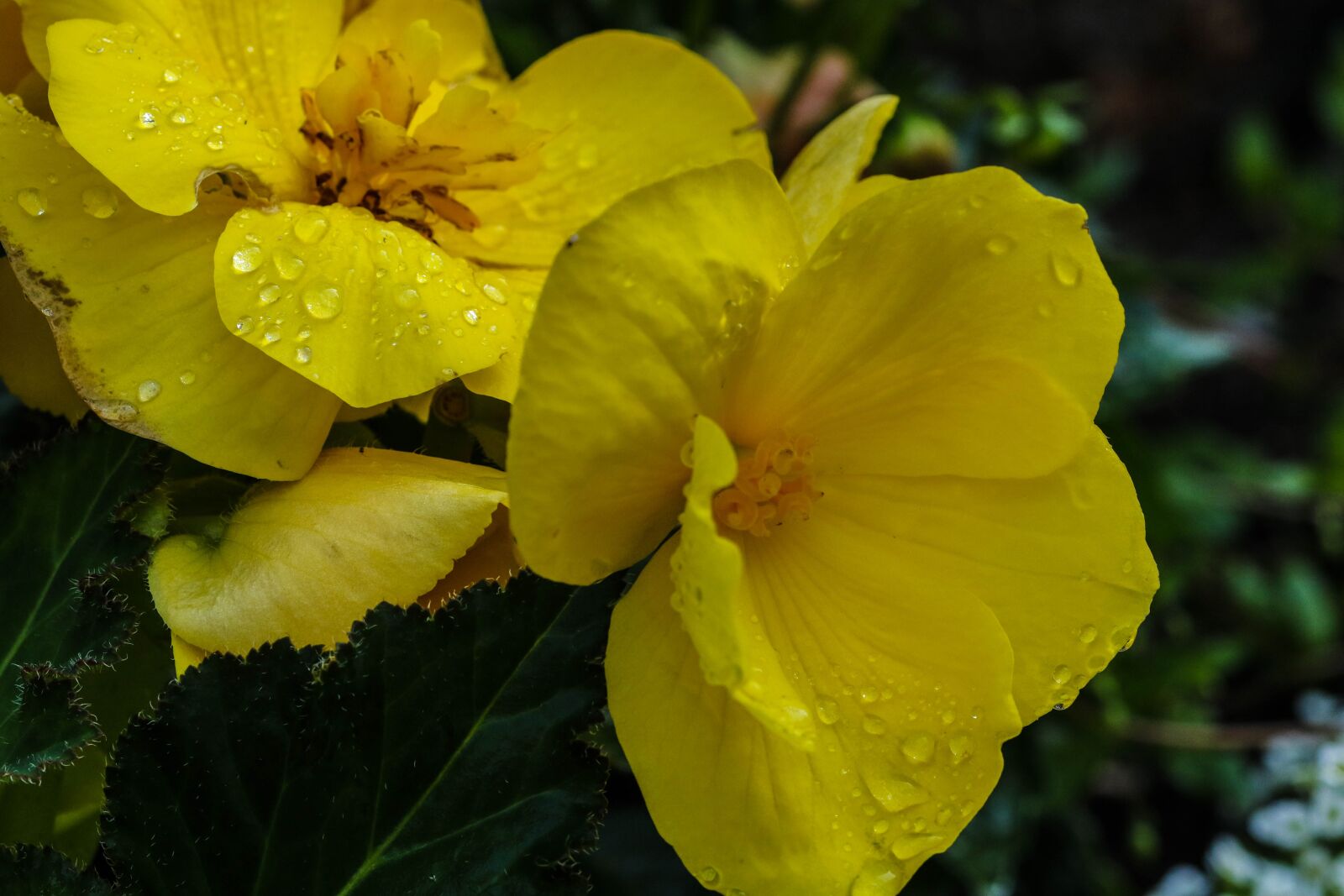 Canon EOS 7D Mark II sample photo. Yellow, flower, water drop photography