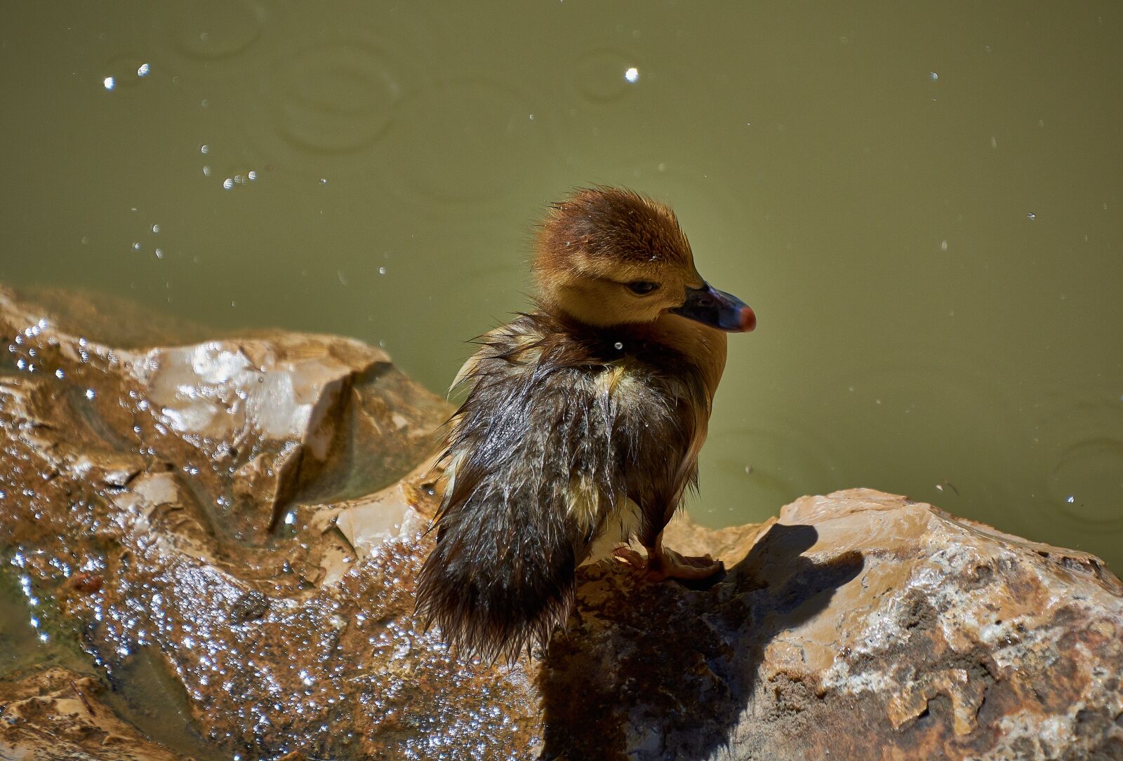 Nikon D7200 sample photo. Duck, small, cute photography