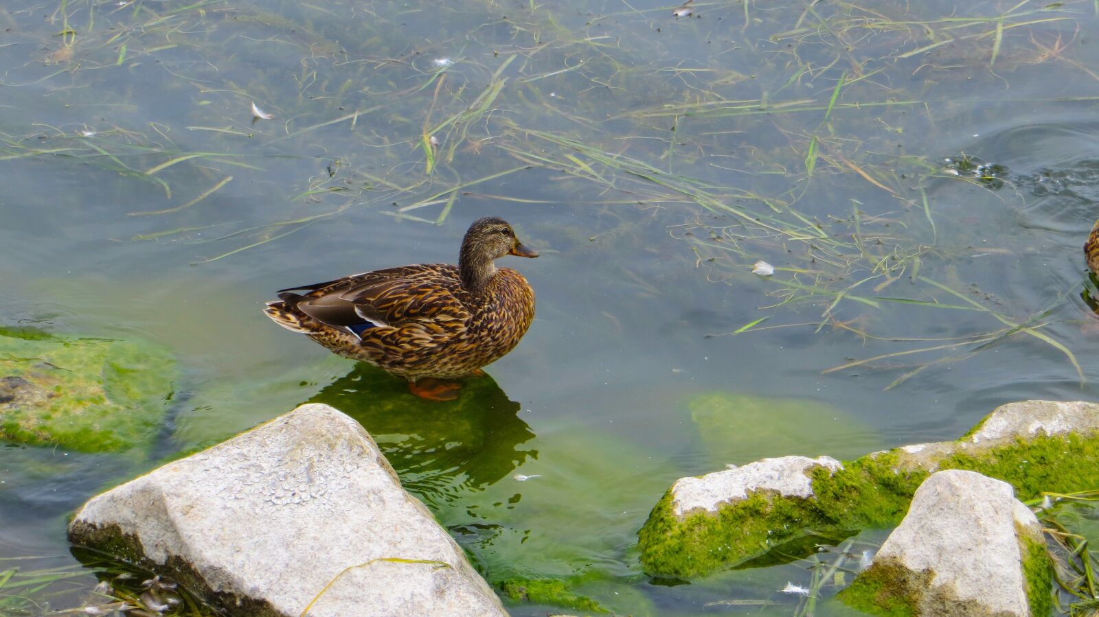 Canon PowerShot SX260 HS sample photo. Duck, water, lake photography