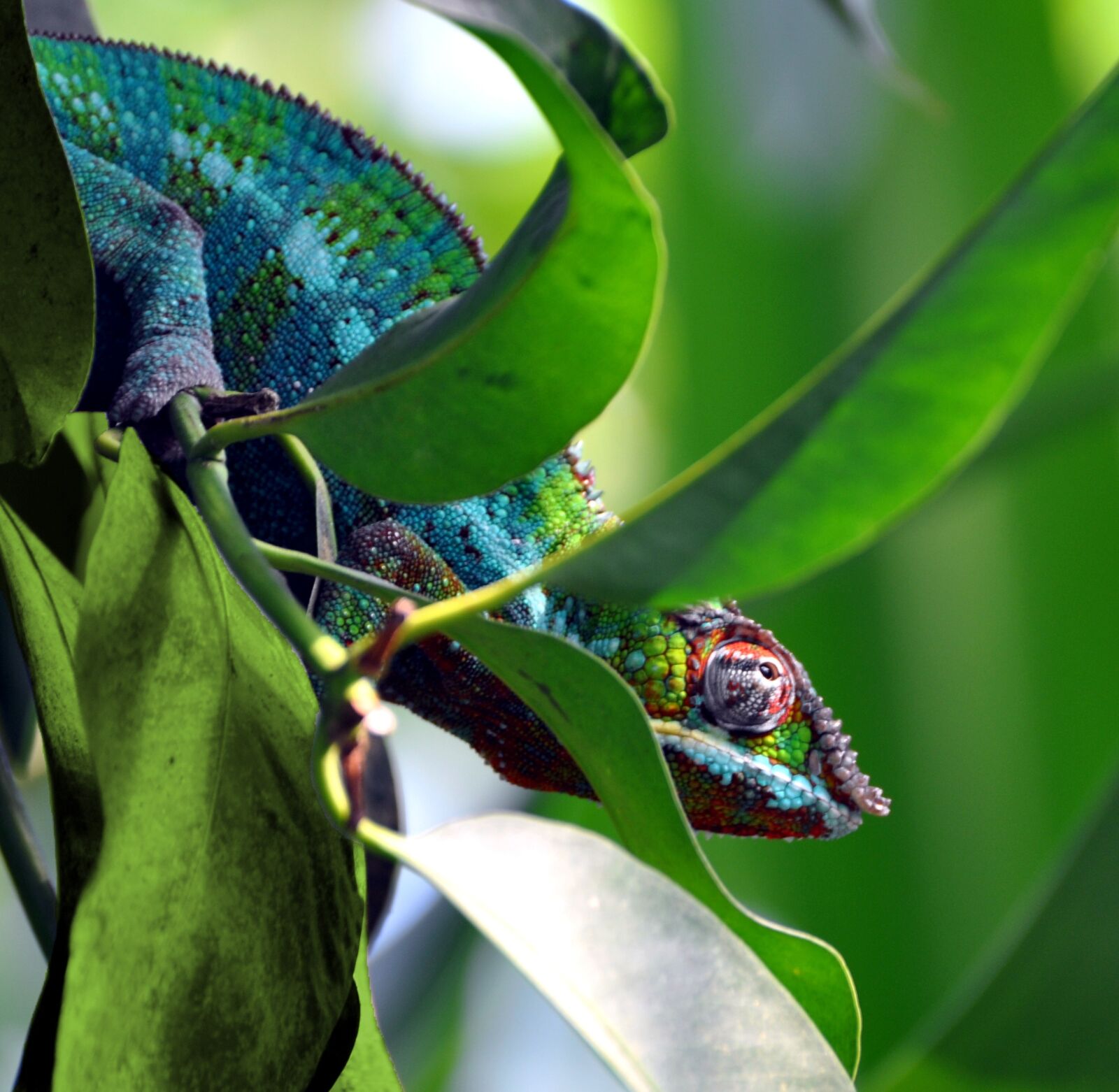 Nikon D90 sample photo. Chameleon, green, animals photography