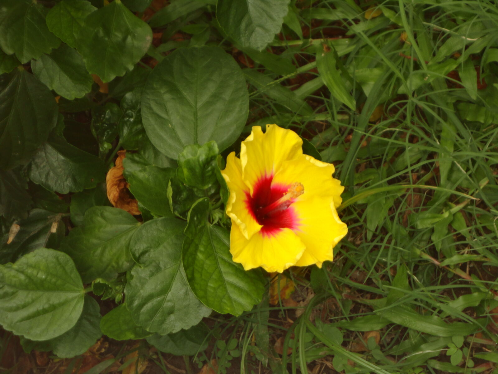 Sony Cyber-shot DSC-W570 sample photo