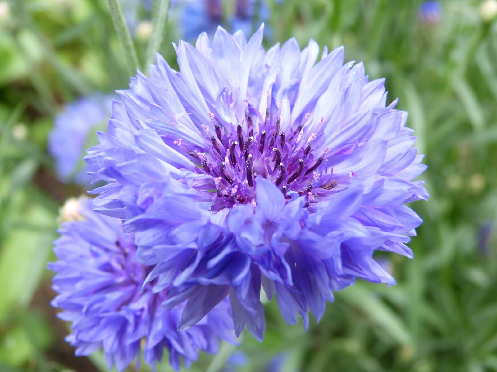 Panasonic Lumix DMC-FZ150 sample photo. Blue flower, blossom, bloom photography