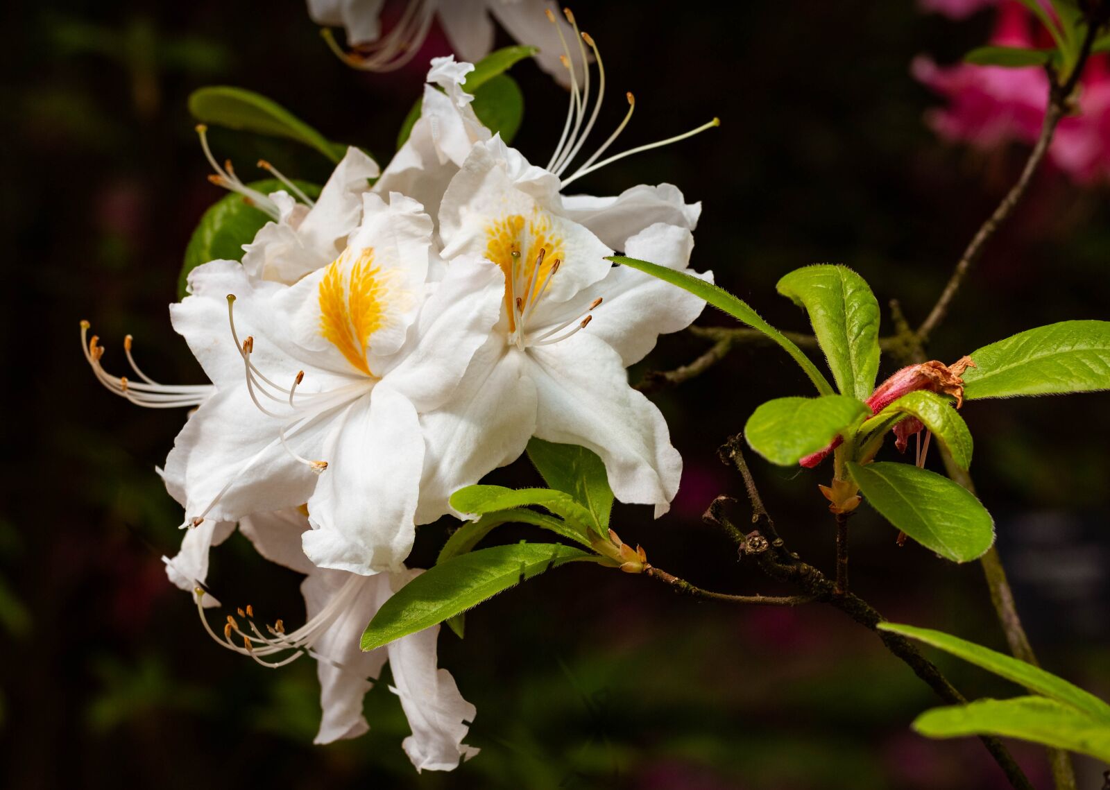 Canon EF 100mm F2.8L Macro IS USM sample photo. Azalea, azaleas, rhododendron photography