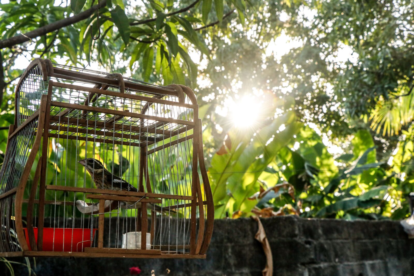 Canon EF-S 18-135mm F3.5-5.6 IS USM sample photo. Nature, cage, pet photography