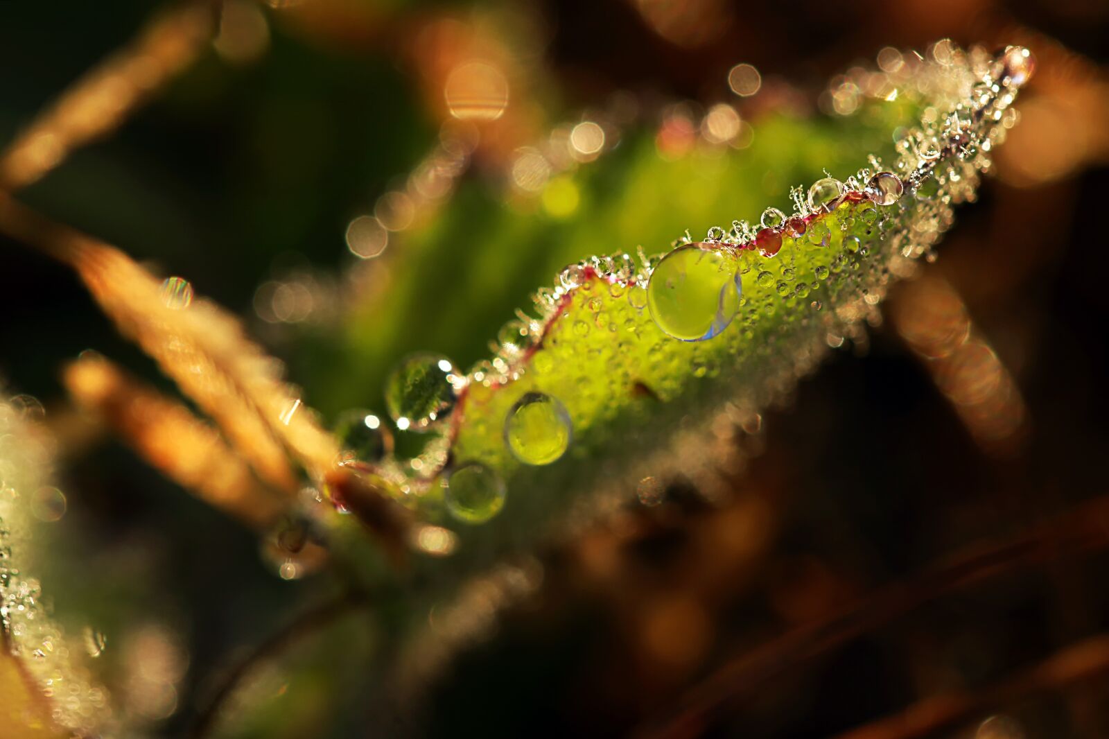 Canon EF 100mm F2.8L Macro IS USM sample photo. Morning, early, blacklava photography