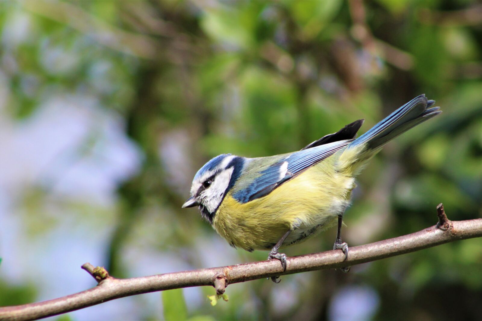 Canon EOS 2000D (EOS Rebel T7 / EOS Kiss X90 / EOS 1500D) sample photo. Bird, garden, blue tit photography