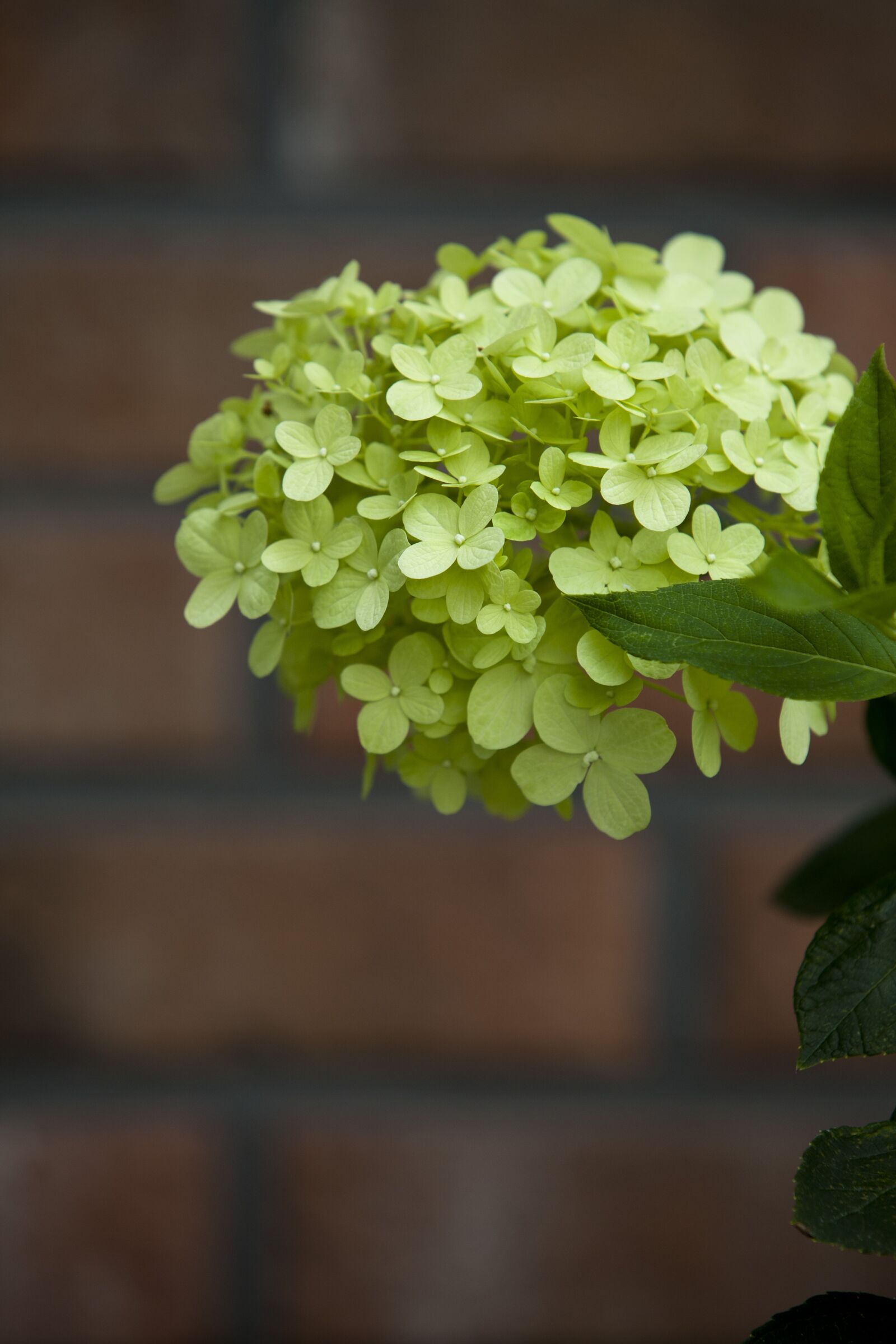 Canon EOS 5D sample photo. Summer, summer flowers, flowers photography