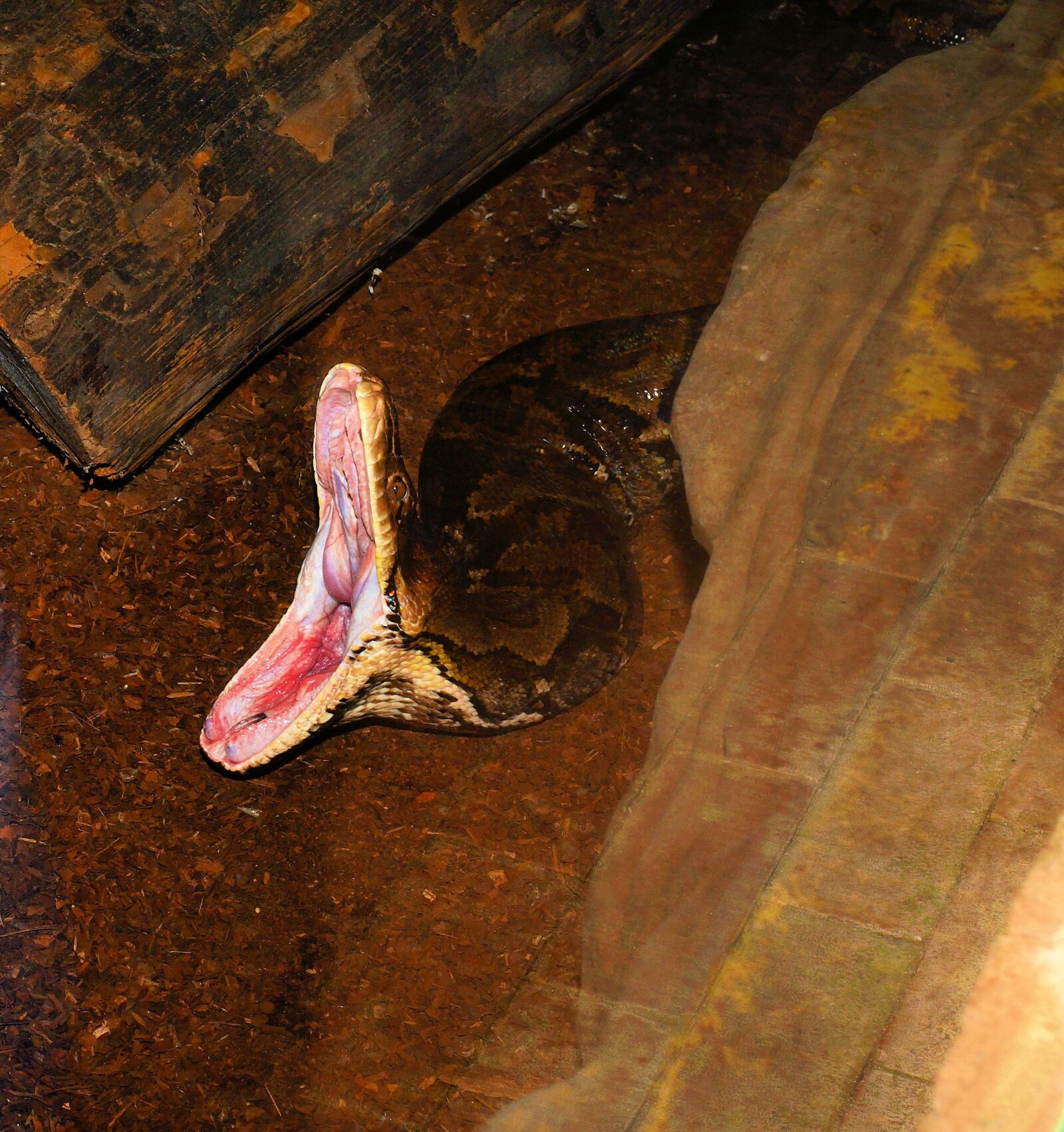 Sony a99 II sample photo. Snake, head, rock python photography