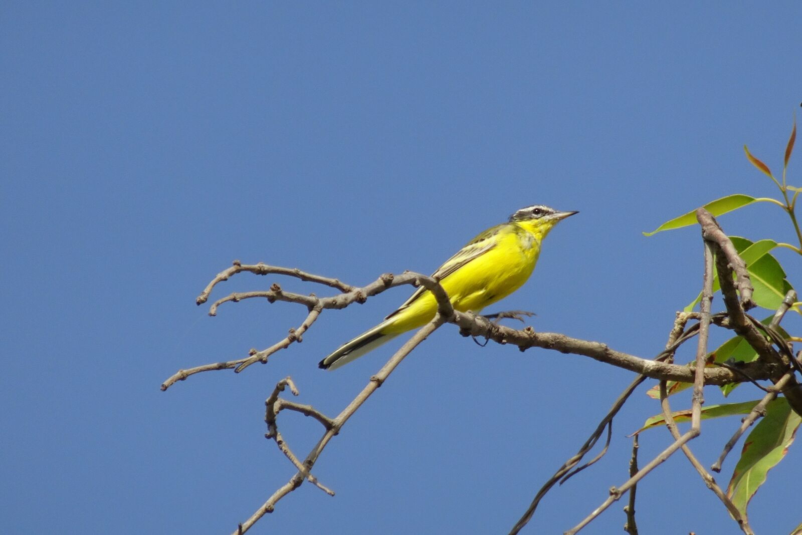 Sony Cyber-shot DSC-HX90V sample photo. Bird, western yellow wagtail photography