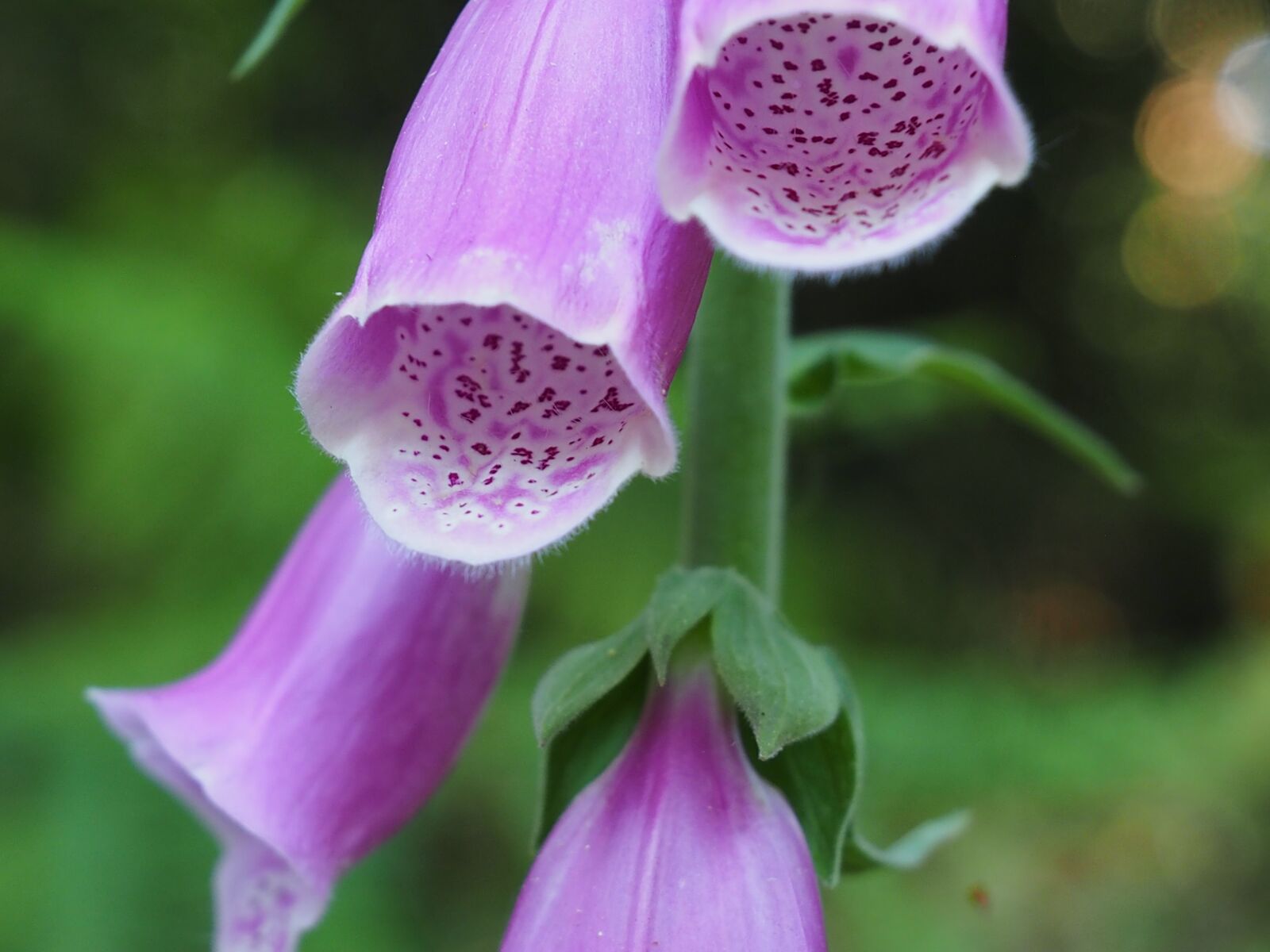 Olympus OM-D E-M1 sample photo. Foxglove, new forest, plant photography