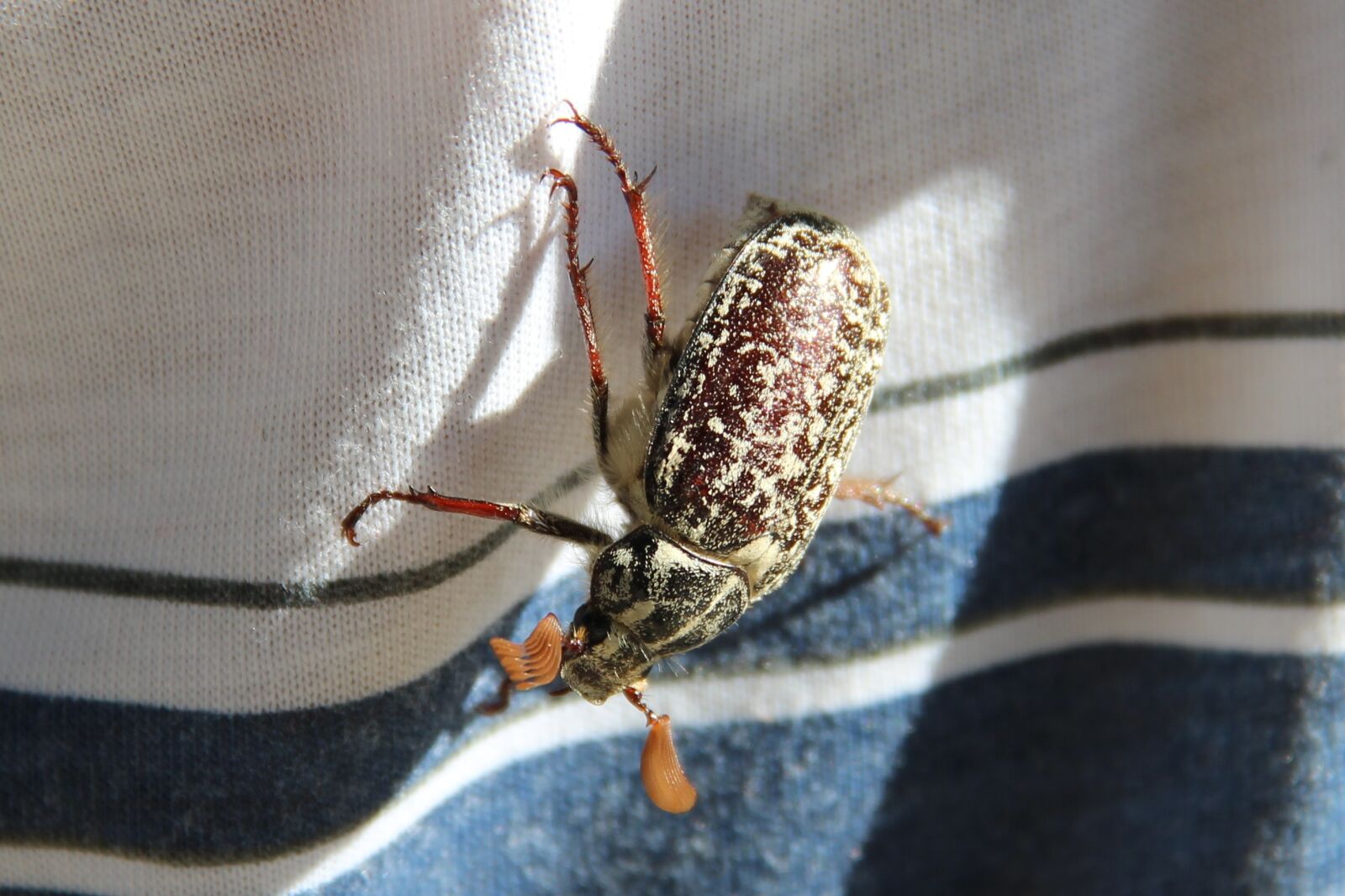 Canon EF-S 18-135mm F3.5-5.6 IS sample photo. Beetle, khrushchev, summer photography