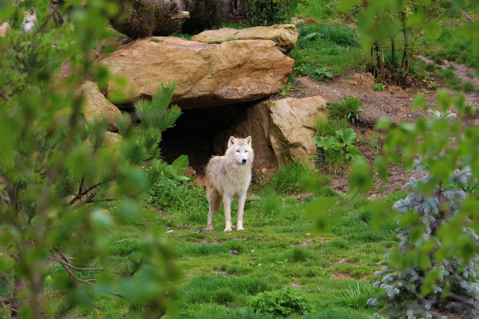 Canon EOS 700D (EOS Rebel T5i / EOS Kiss X7i) sample photo. Wolf, den, white photography