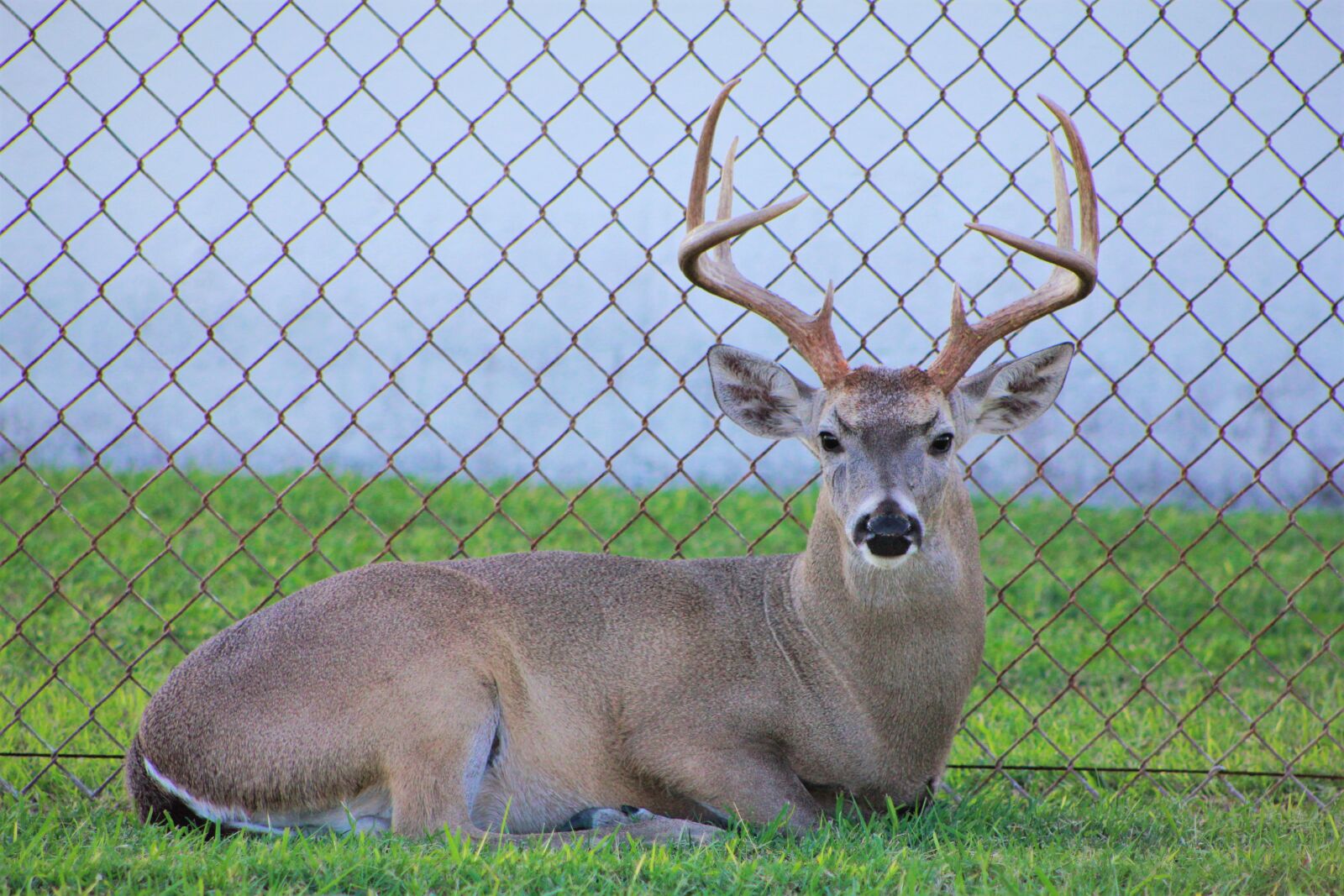 Canon EOS 60D sample photo. Deer, buck, bucks photography