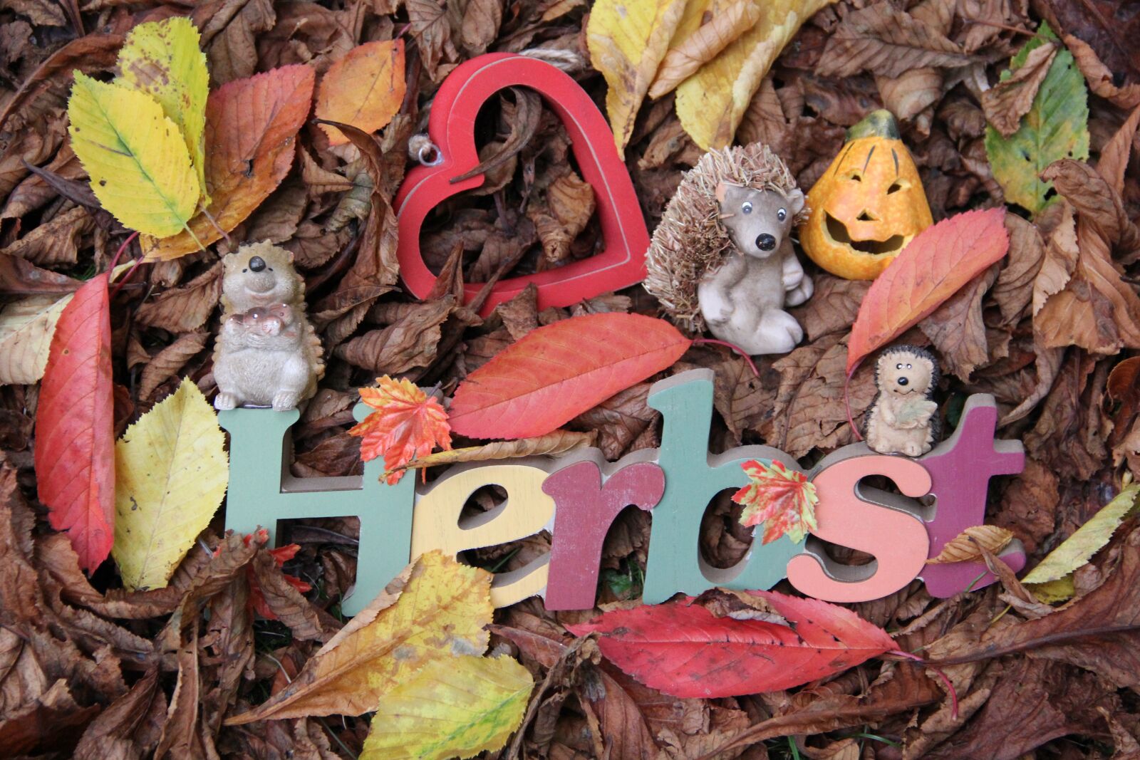 Canon EOS 60D sample photo. Autumn, leaves, autumn colours photography