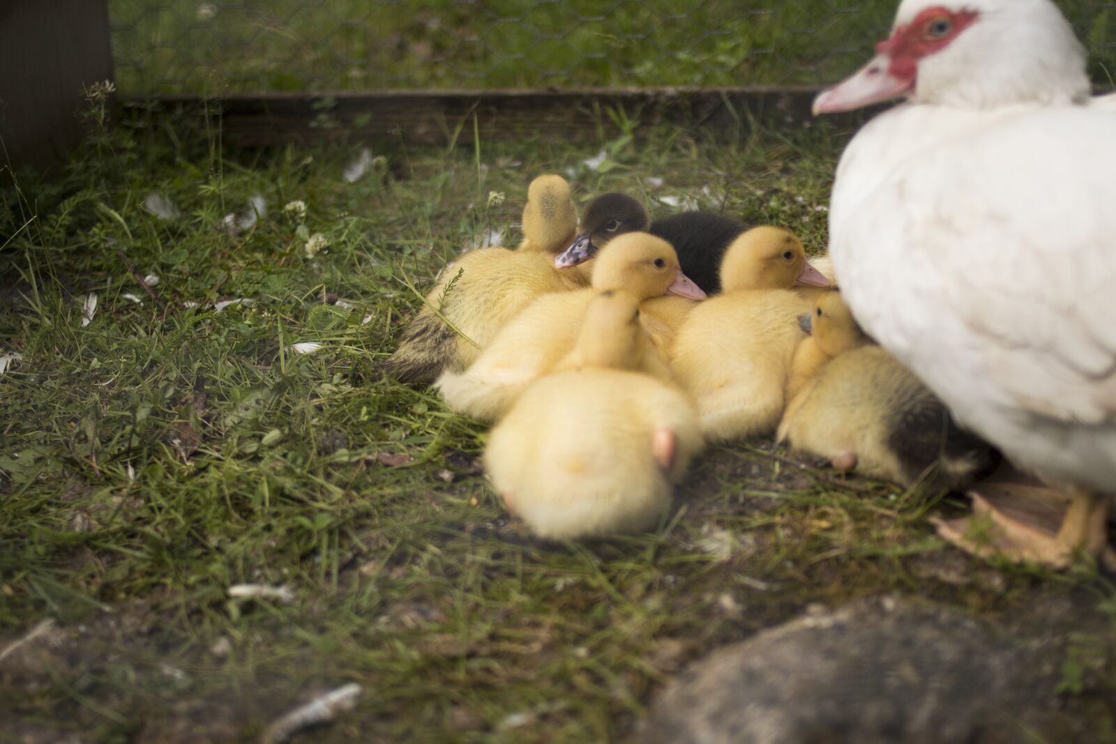 Canon EOS 70D + Canon EF 35mm F2 sample photo. Duck, cub, cute photography