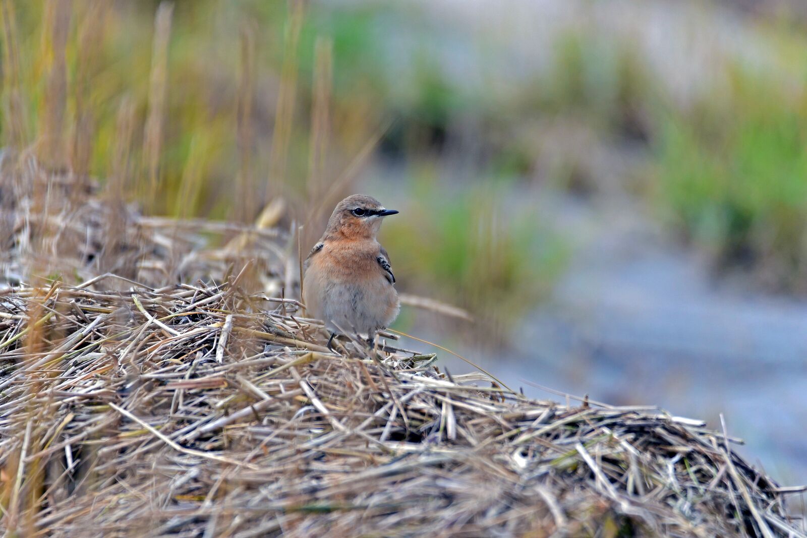 Nikon D500 sample photo. Wheatear, birds, north sea photography