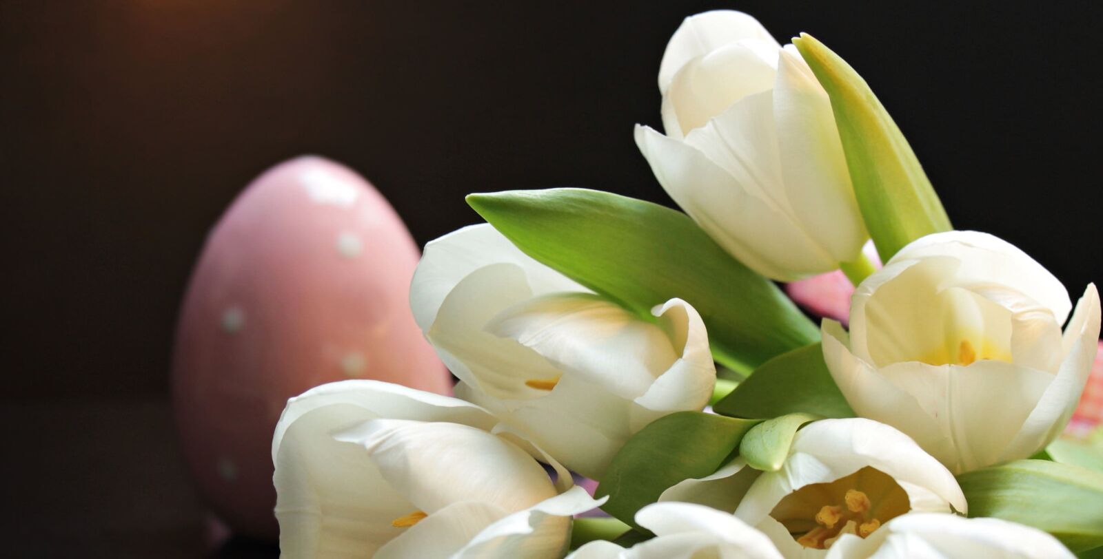 Canon EOS 550D (EOS Rebel T2i / EOS Kiss X4) sample photo. Tulip, flower, leaf, nature photography