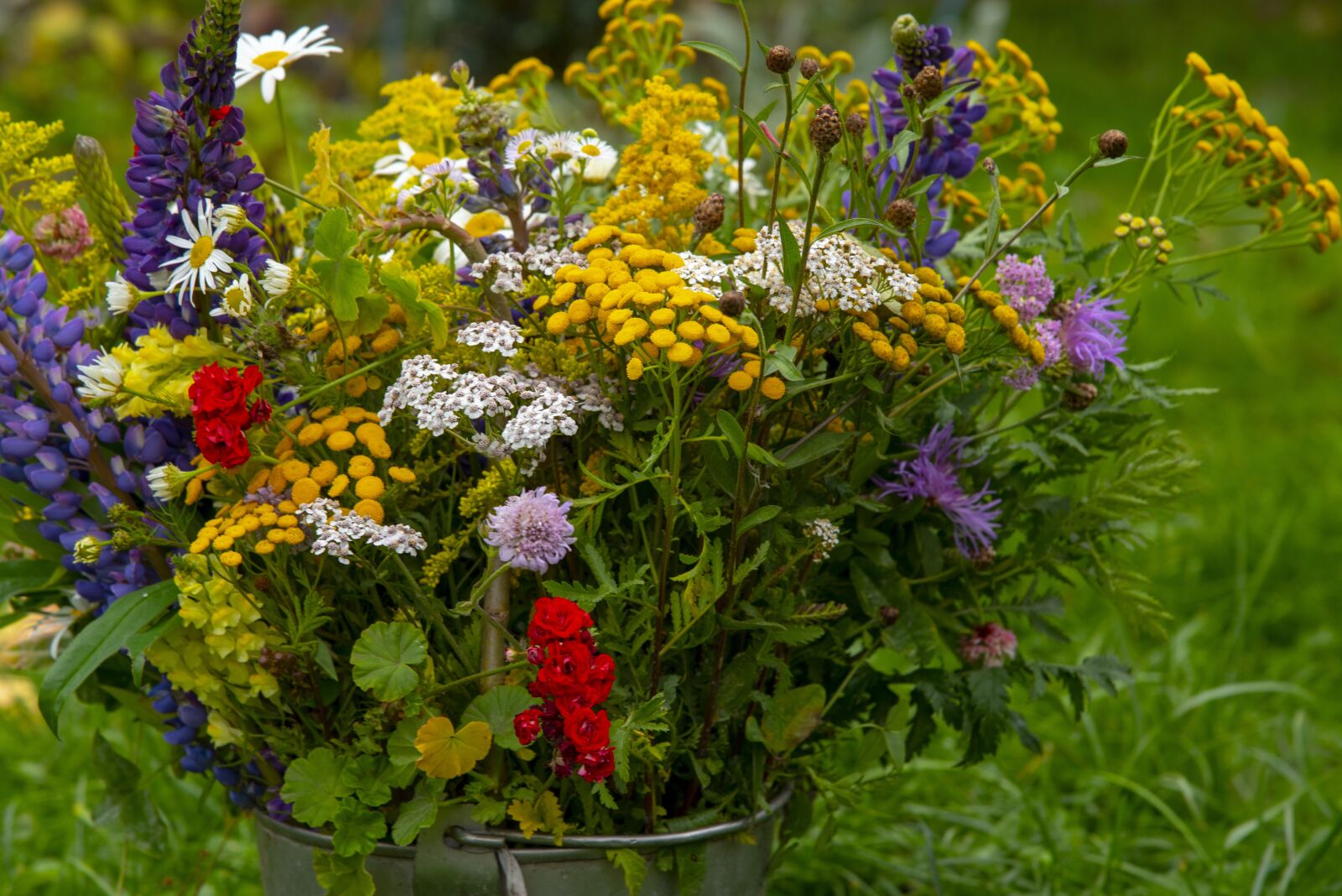 Nikon D750 sample photo. Flowers, field, in the photography