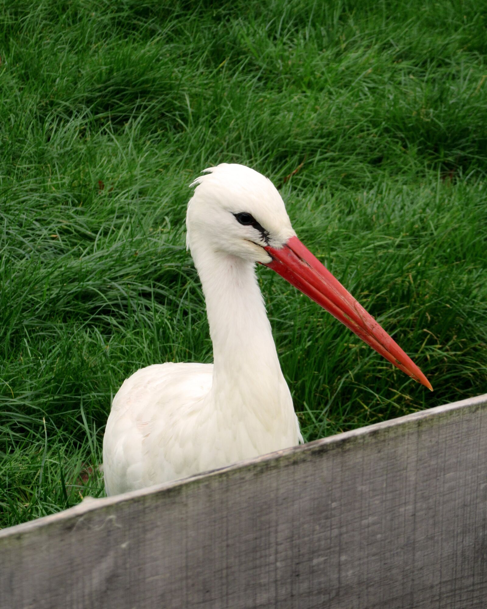Canon PowerShot SX610 HS sample photo. Stork, bird, bill photography