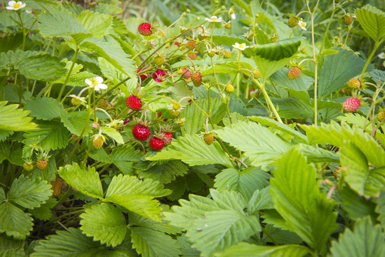 Canon EOS 700D (EOS Rebel T5i / EOS Kiss X7i) sample photo. Strawberries, fruit, strawberry photography
