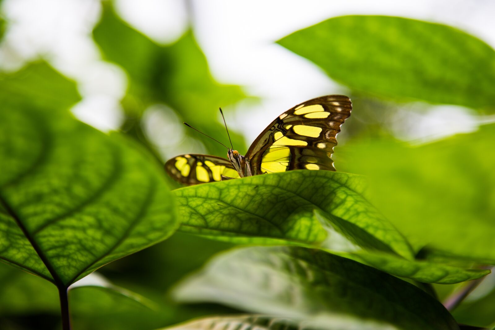 Canon EOS 6D + Canon EF 24-105mm F4L IS USM sample photo. Butterfly, green, yellow photography